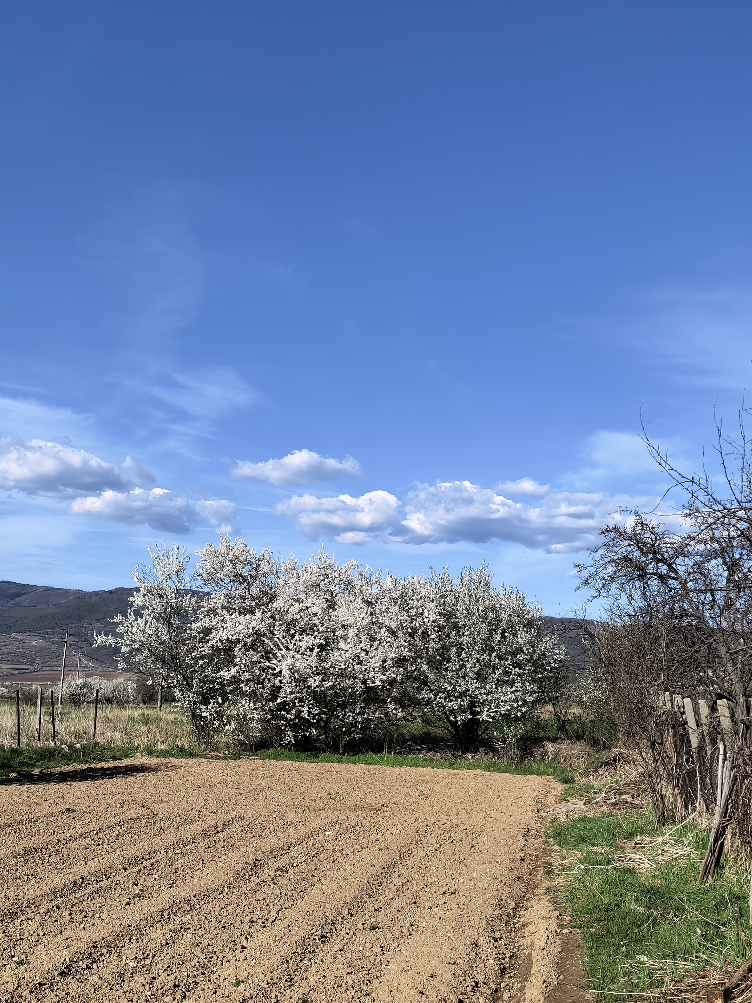 The image shows a cultivated field in a rural setting. The field is located in the foreground and consists of tilled brown soil with rows of shallow furrows. To the right of the field, there is a narrow strip of green grass and vegetation, which transitions into a weathered wooden fence and some bare, twiggy bushes.
In the middle ground, there are several trees with dense clusters of white blossoms, indicating springtime. Behind the flowering trees, there is a grassy area and more trees in the distance. A hazy mountain range forms the horizon.
The sky is a clear blue with scattered white clouds. There are no people or animals visible in the scene.