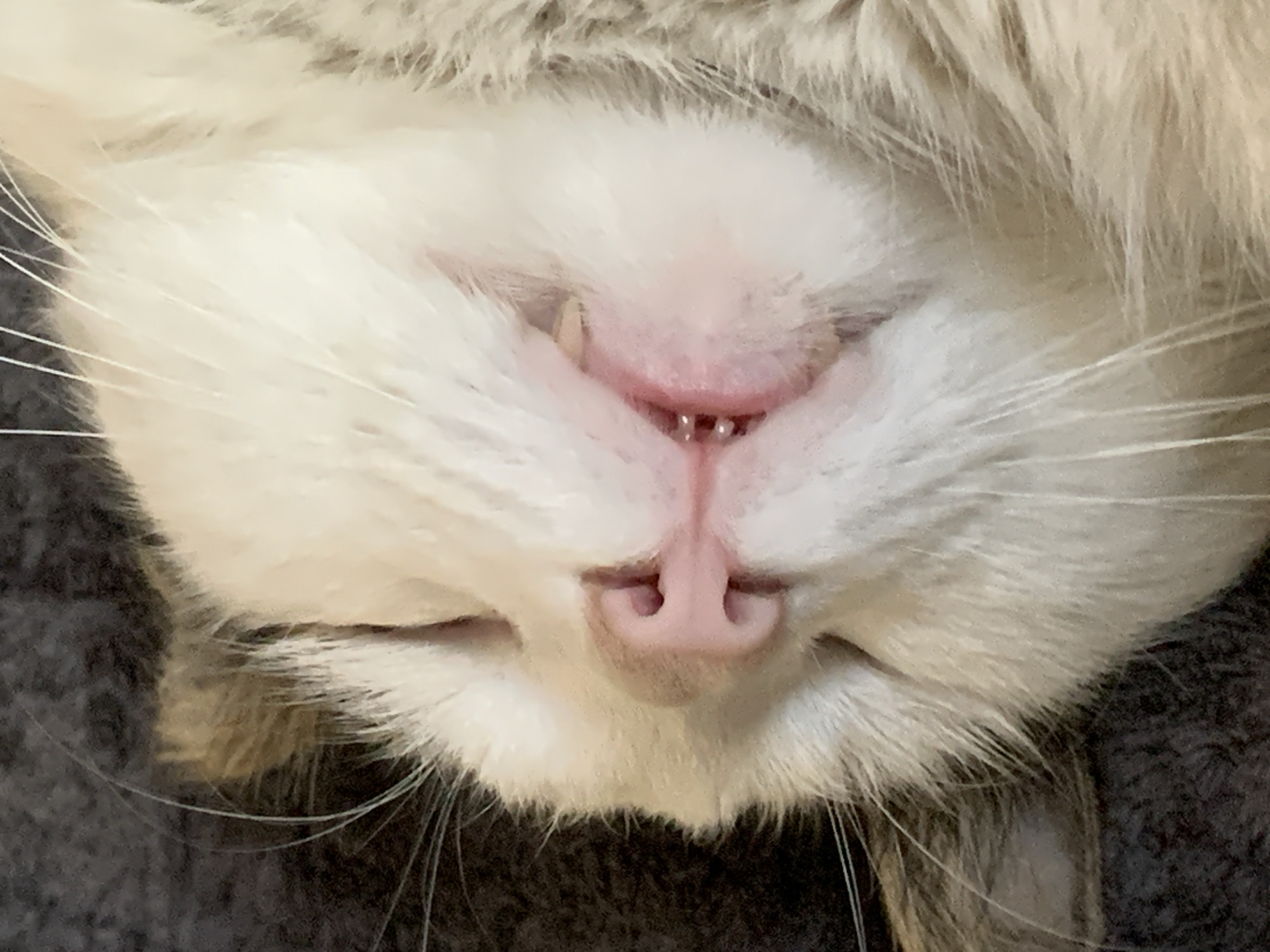 This is a close-up, head-on, indoor photograph of a sleeping cat. The cat's face is the sole subject, filling the frame. It appears to be resting on a dark, textured surface, possibly a blanket or cushion. The cat has white fur with some grey markings, and long white whiskers. Its eyes are closed, and its pink nose is prominent. A small portion of its mouth is visible, revealing tiny teeth. The lighting suggests it is daytime, but the indoor setting provides no specific clues about the weather or time of day beyond that. The image evokes a sense of peace and relaxation due to the cat's sleeping posture. There is no visible text in the image. The location context of Belogorsk, Russia, is not discernible from the visual elements of the photograph.