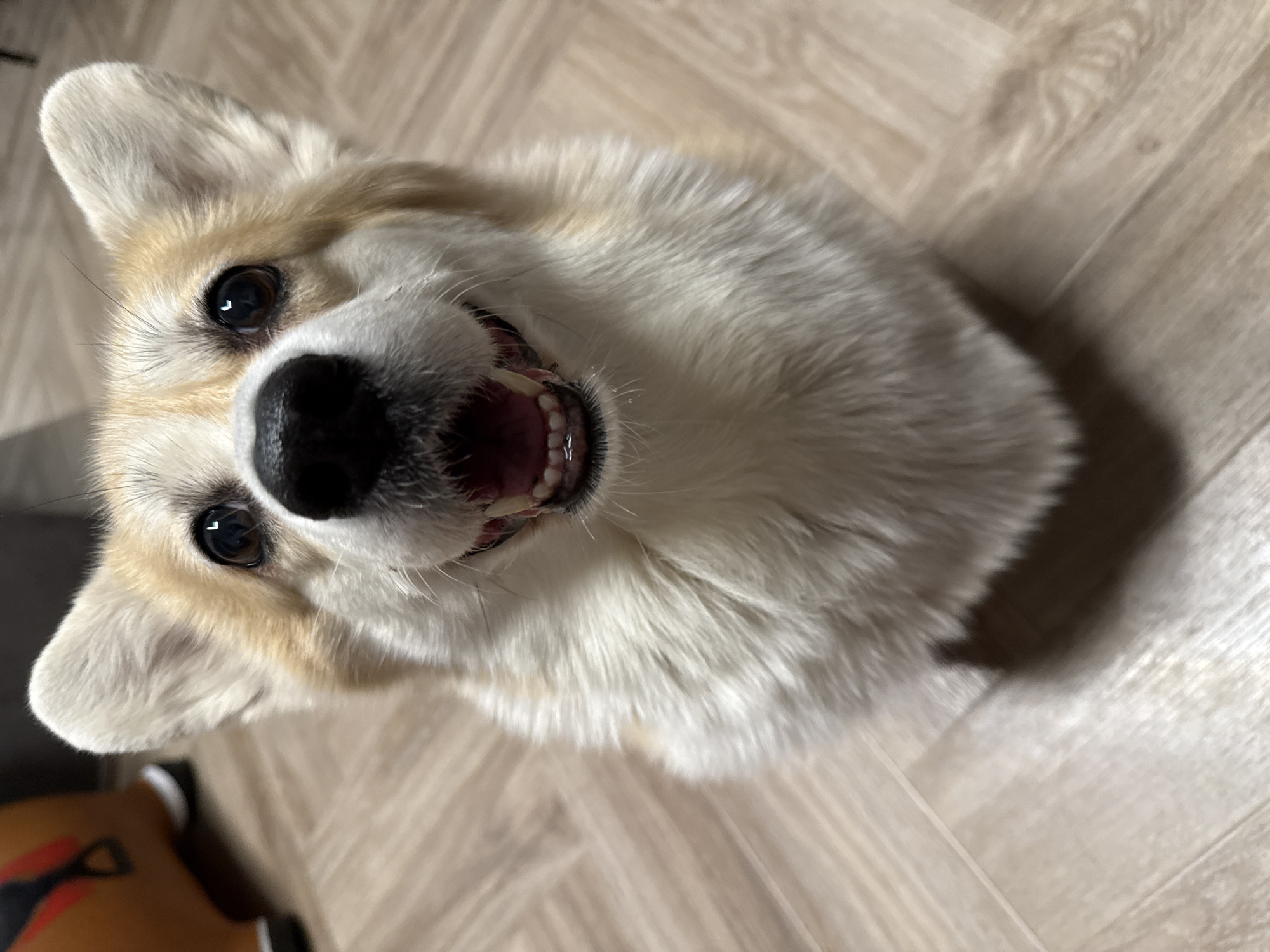 A tan and white Corgi dog is indoors, looking up at the camera with an open mouth, revealing its teeth. The dog's nose is black. The dog is on a wood-like floor. There is no evidence in the image to suggest a location in Krasnoyarsk, Russia.