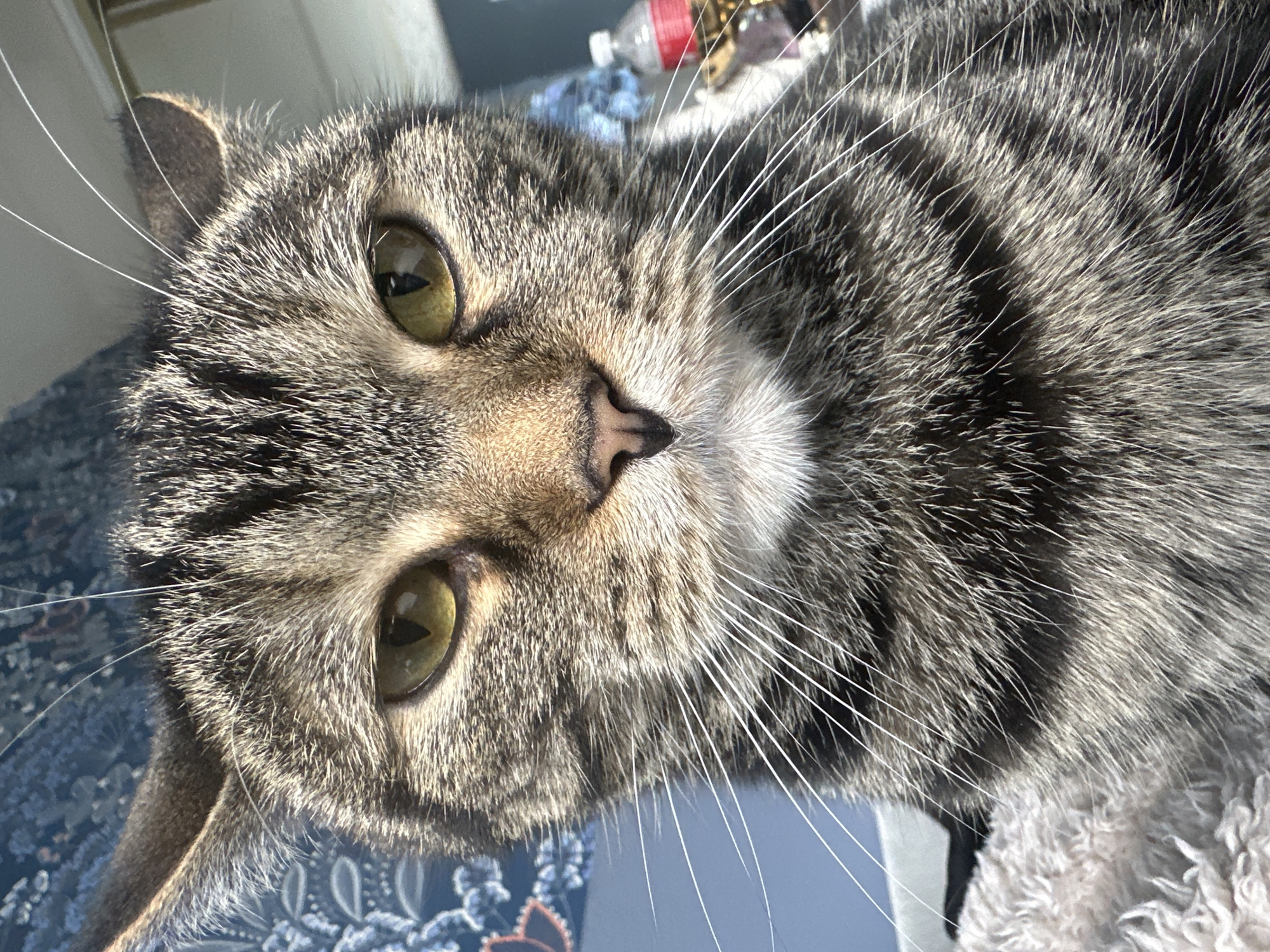 A close-up, slightly angled photograph features a tabby cat's face. The cat has green eyes, a pink nose with a darker border, and white whiskers. Its fur is a mix of gray, brown, and black stripes. The background is blurry, showing a blue floral patterned surface and indistinct objects. The location is unknown and there's no indication that the picture was taken in Stavropol, Russia.