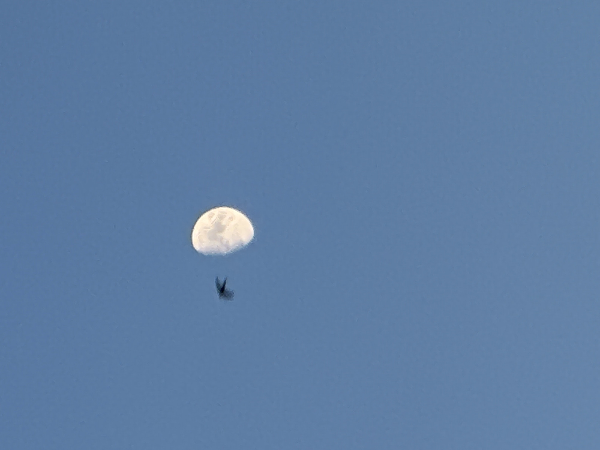 In an image of a clear blue sky, a half-illuminated moon is visible on the right side. To the left of the moon, a small, dark silhouette of a bird in flight is captured. The bird appears to be a swallow or a swift, with pointed wings and a forked tail. The bird is positioned in the upper left quadrant of the image, close to the moon. The overall scene depicts a moment in nature, with the bird flying in proximity to the moon against a tranquil sky. The setting is Unknown, Unknown.