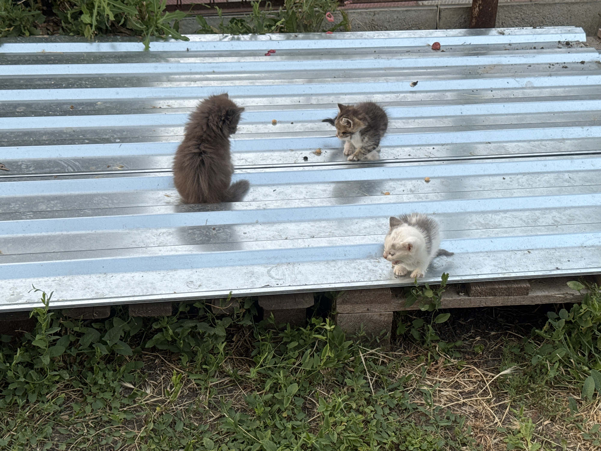 Three kittens are visible on a corrugated metal surface. The kitten on the left is dark brown and fluffy, facing away from the camera. In the middle, a tabby kitten with grey and brown markings is looking down. To the right, a light-colored kitten with grey markings and a pinkish hue to its face is looking to the right. The metal surface is supported by wooden pallets. The ground beneath is covered in green foliage and dry grass. In the background, there is more greenery and a fence. The lighting suggests it is daytime, possibly sunny. The overall scene appears to be outdoors, likely in a rural or backyard setting in Bohunove, Ukraine. No text is visible.