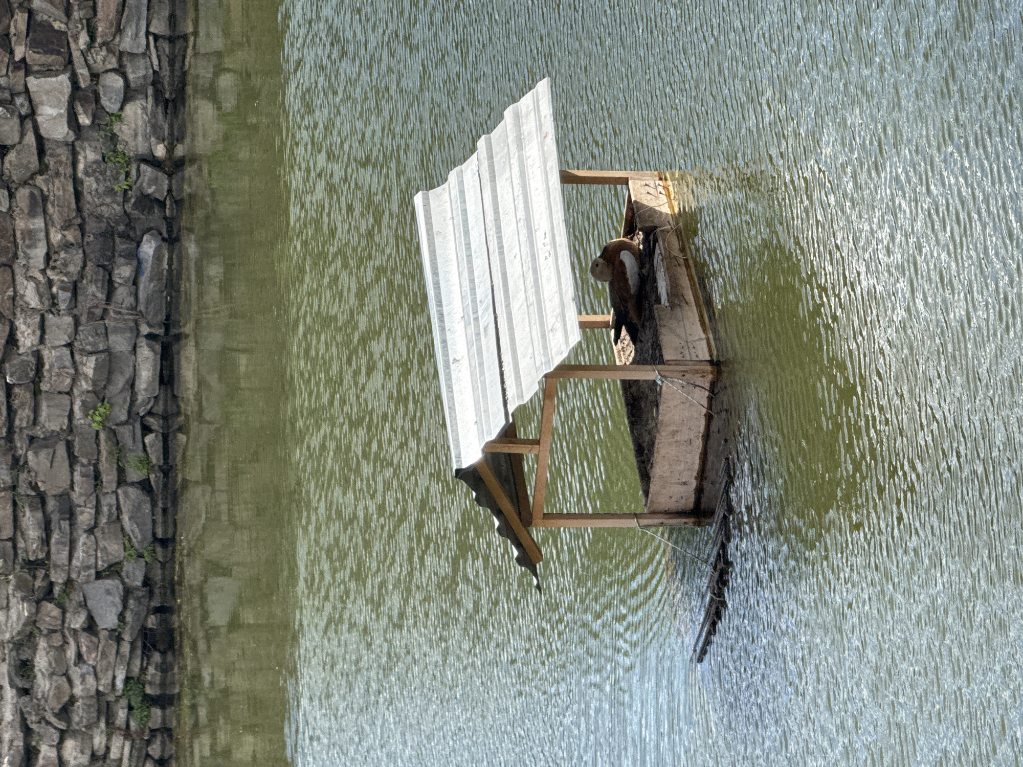 A duck is resting inside a floating wooden structure on a body of water. The structure has a simple, sloped roof made of corrugated metal and wooden supports. The duck is a ruddy shelduck, with a reddish-brown body and a white patch on its flank. The water has a rippled surface, and a stone wall is visible in the background, with some greenery growing from it. The scene appears to be in an urban park or natural area. The location is identified as Lyubertsy, Russia.