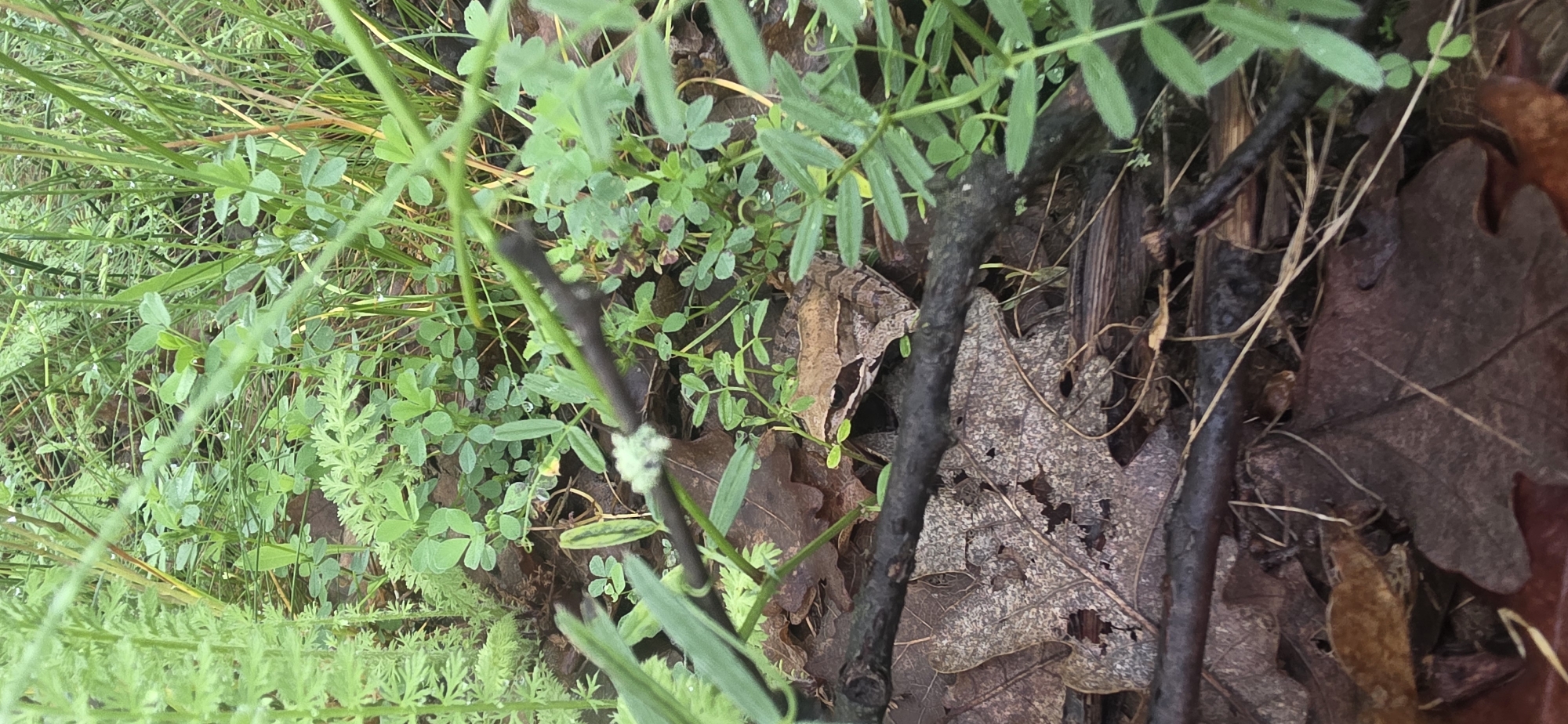 The image depicts a patch of ground covered with various plants and decaying leaves. The foliage includes clover, grasses, and other unidentified green vegetation. Several brown, decomposing leaves litter the ground, interspersed amongst the green plants. A dark, thin twig is visible, and it appears to have some type of white, fuzzy growth on it. The location is presumed to be Esen, Bulgaria based on given information. There are no people visible in the frame.