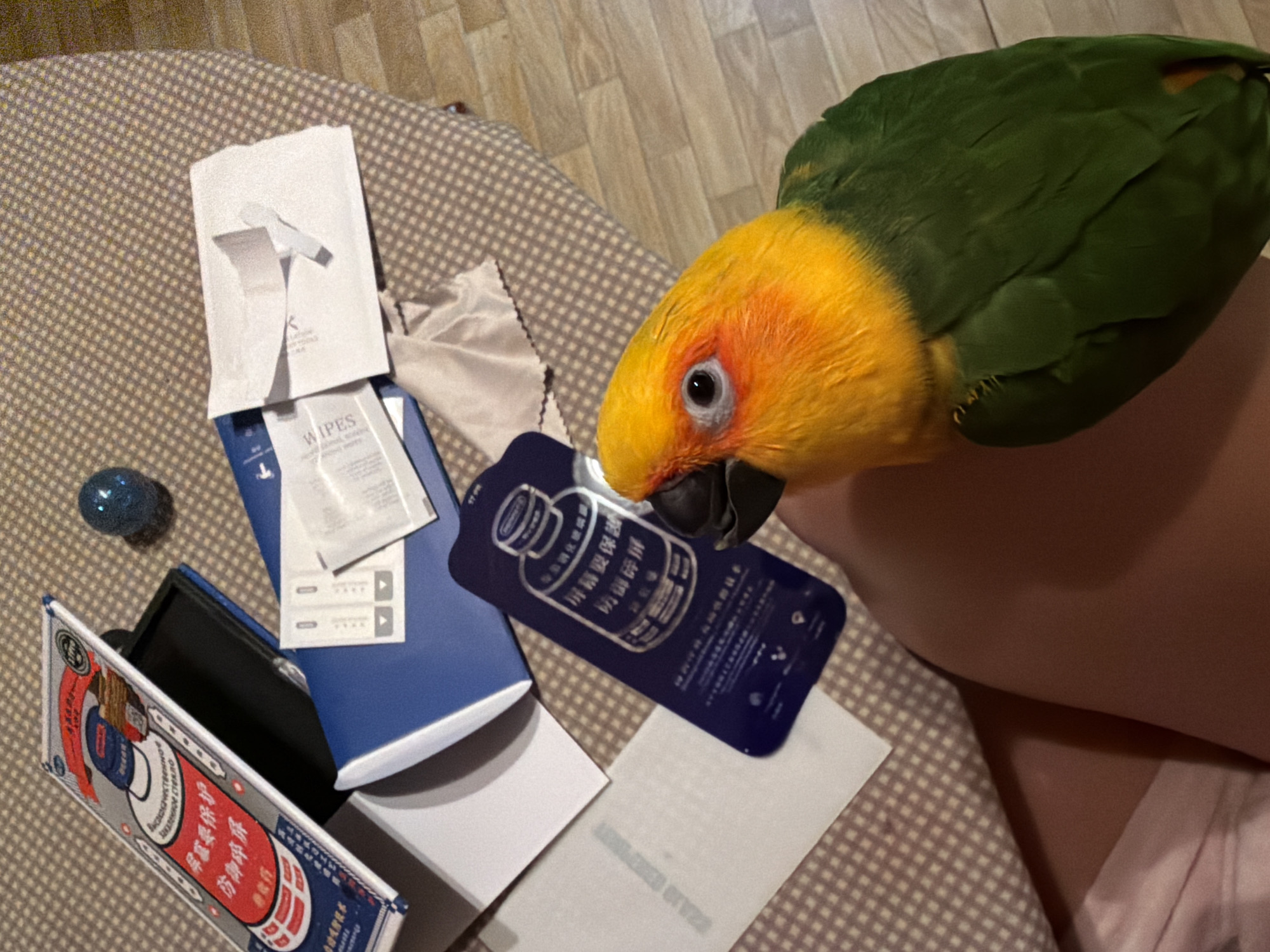 An overhead shot captures a vibrant Sun Conure parrot interacting with various items on a light brown and white checkered surface, possibly a tablecloth or blanket. The parrot, with its distinctive bright yellow head, orange cheeks, and green body, has its beak close to a dark blue card. Part of a person's arm or leg is visible on the right side of the frame, suggesting the parrot is on or near the person.
The items laid out include a blue rectangular box, several white packets, a small blue glittery sphere, and a larger rectangular box with red, white, and blue graphics. One white packet is clearly labeled "WIPES". The dark blue card features an illustration of a bottle and Chinese characters. The larger rectangular box also has prominent Chinese text.
Visible text includes:
- On the dark blue card and the rectangular box: "屏幕要保護" (Screen protector) and "防御碎屏" (Anti-shatter screen/Screen defense against breakage).
- On the rectangular box: "高品质钢化膜" (High-quality tempered film) and "屏幕贴膜工具包" (Screen protector toolkit).
- On one white packet: "WIPES".
- From the OCR, some Russian text is also present: "акаленное стекло" (tempered glass) and "Высококачественное" (High-quality), suggesting some labels may be bilingual or multiple products are present.
The scene appears to be an indoor setting, possibly on a table or bed, with a wooden floor visible in the background. The arrangement of items suggests the process of opening or preparing to use a screen protector or similar electronic accessory, with the parrot curiously inspecting the objects.