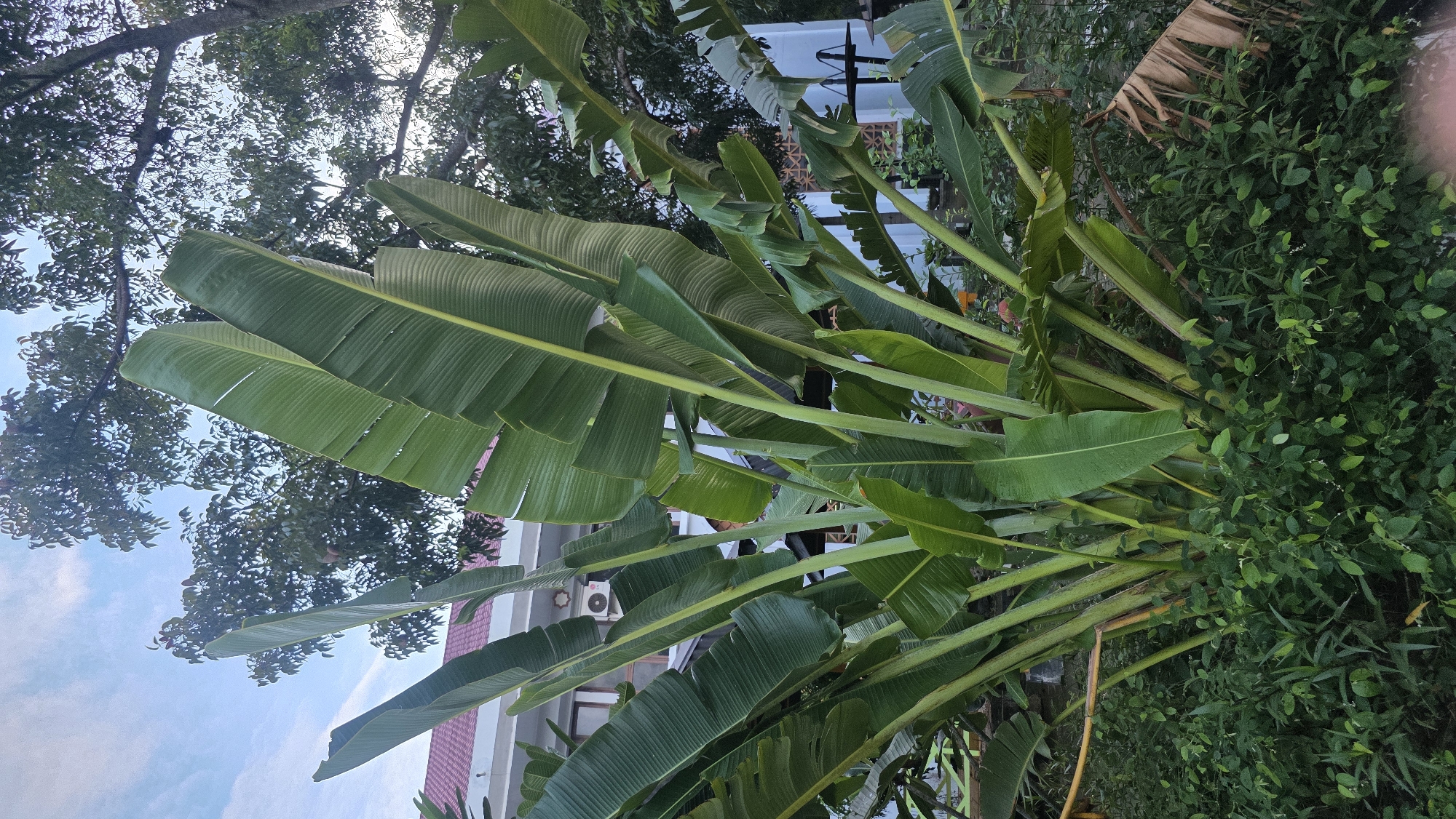 The image depicts a vibrant scene in Banda Aceh, Indonesia, dominated by large banana plants with broad green leaves. The plants grow densely, their stalks reaching upwards towards the sky. A two-story building with a white facade and pink tiled roof can be seen in the background, along with trees and lush greenery. An air conditioning unit is mounted on the wall of the building. Other details visible are shrubs and plants, and possibly a fence, suggesting a garden setting. The sky is partially visible through the tree branches, showing a mix of blue and white clouds.