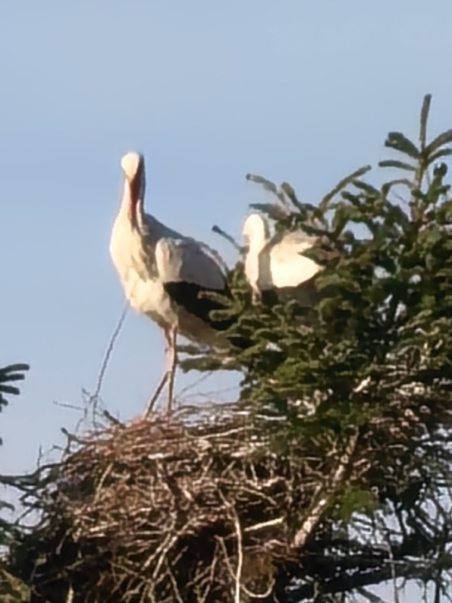 The image shows two storks in a nest. One stork is standing tall, facing the viewer, with white feathers, a red beak, and black wingtips. The second stork is partially obscured by a green tree, with only its white feathers visible. The nest is constructed from brown branches and twigs. The background is a clear, blue sky. The location is an unknown city.