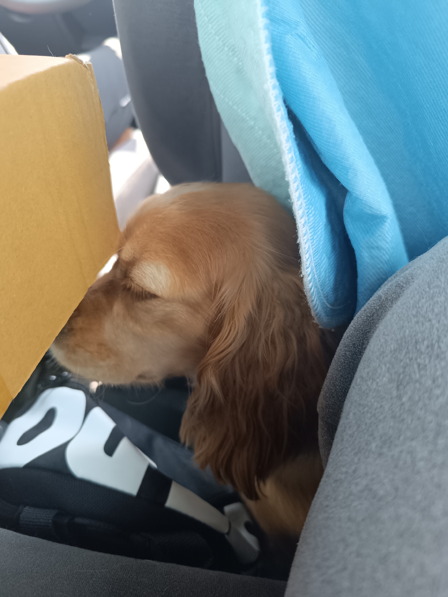 A close-up, eye-level shot captures a small, light brown dog, likely a Cocker Spaniel, resting with its eyes closed. The dog is positioned in what appears to be a car interior, nestled between various objects.
On the left side of the frame, a large portion of a light brown cardboard box is visible, partially obscuring the dog's head. The box shows some wear and tear along its edges. To the right of the dog, a bright blue, textured fabric, possibly part of a blanket or clothing, is draped and folded, providing a soft barrier. Another piece of grey fabric, potentially a car seat or a blanket, is visible beneath the blue fabric and on the lower right side of the image, further enclosing the dog.
Below the dog's head, a black bag or backpack is present, featuring large, white, block letters that are partially visible. The letters appear to spell "DU" or "UR". The dog's long, wavy fur is evident, particularly around its ears and neck. The lighting suggests it is daytime, with bright light coming from an unseen source, possibly a window, casting some highlights on the dog's fur and the surrounding objects. The overall scene suggests a quiet moment of rest for the dog during travel or while being in a vehicle.