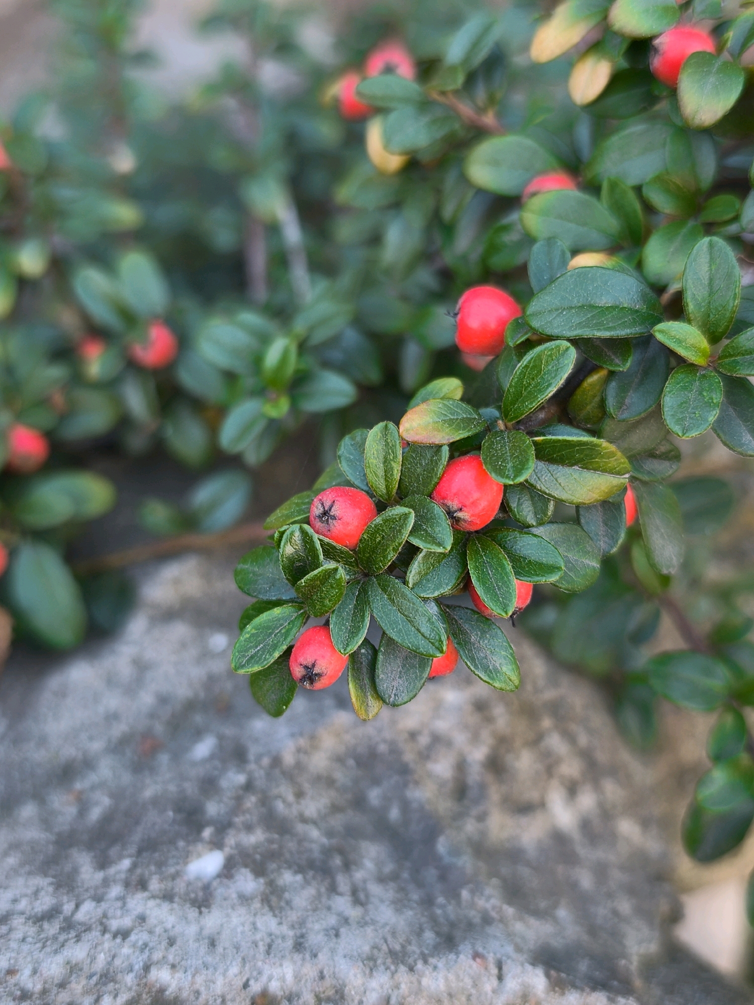 A close-up shot captures a branch of a plant with small, bright red berries and dark green leaves. The berries are round and have a slight sheen, with some showing a dark, star-shaped calyx at their tips. The leaves are oval-shaped and glossy, with some exhibiting a slight yellowing at the edges. The branch is positioned over a rough, grey, textured surface, possibly concrete or stone, which occupies the lower portion of the frame. In the background, more of the plant's foliage is visible, appearing slightly out of focus. The image has a shallow depth of field, with the foreground branch and berries being sharp and in focus, while the background is blurred. There are no people or any discernible urban elements that would indicate a specific location within the city of Mahilyow, Belarus. The scene appears to be an outdoor setting, possibly a garden or a natural area, but its precise location within Mahilyow cannot be determined from the visual information alone.