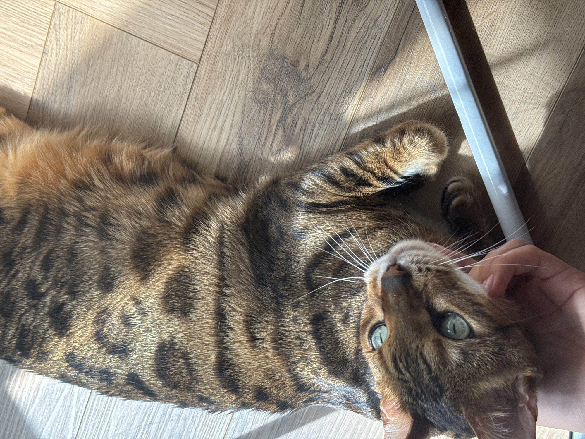 A Bengal cat with green eyes and a brown spotted coat is lying on its back on a wooden floor. The cat's belly is exposed, and its paws are relaxed. A person's hand is gently stroking the cat's cheek. Sunlight is casting shadows across the floor. There is a white cylindrical object in the lower right corner of the image. The scene is indoors, likely in a residential setting.