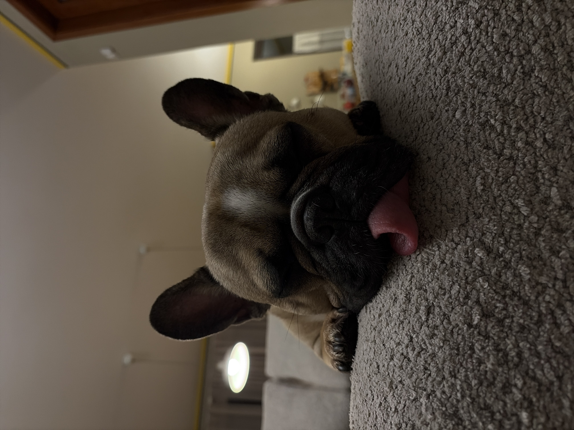 An adorable fawn-colored French Bulldog puppy is captured in a close-up, rotated 90 degrees to the right. The puppy appears to be sleeping or deeply relaxed, with its head resting on a soft, light-grey, textured surface that resembles a carpet or a plush couch arm. Its eyes are closed, and its small pink tongue slightly protrudes from its mouth.
The dog's short, smooth fur shows variations of fawn and light brown, with darker black around its snout and eyes. A small white patch is visible on its chest. Its prominent bat-like ears are visible, one pointing upwards and the other slightly lower. One of its small, dark paws is also visible, tucked close to its head on the textured surface.
The background, which appears to be a room interior, features a light-colored wall. A wooden ceiling beam or trim is visible at the top left of the frame. Further in the blurry background, a bright, circular light source emits a soft glow, suggesting an indoor setting with artificial lighting, possibly indicating evening or nighttime. Other indistinct objects are also visible in the distance, typical of a home environment. The overall atmosphere conveyed is one of peace and comfort. This scene takes place in Sofia, Bulgaria. There is no visible text.