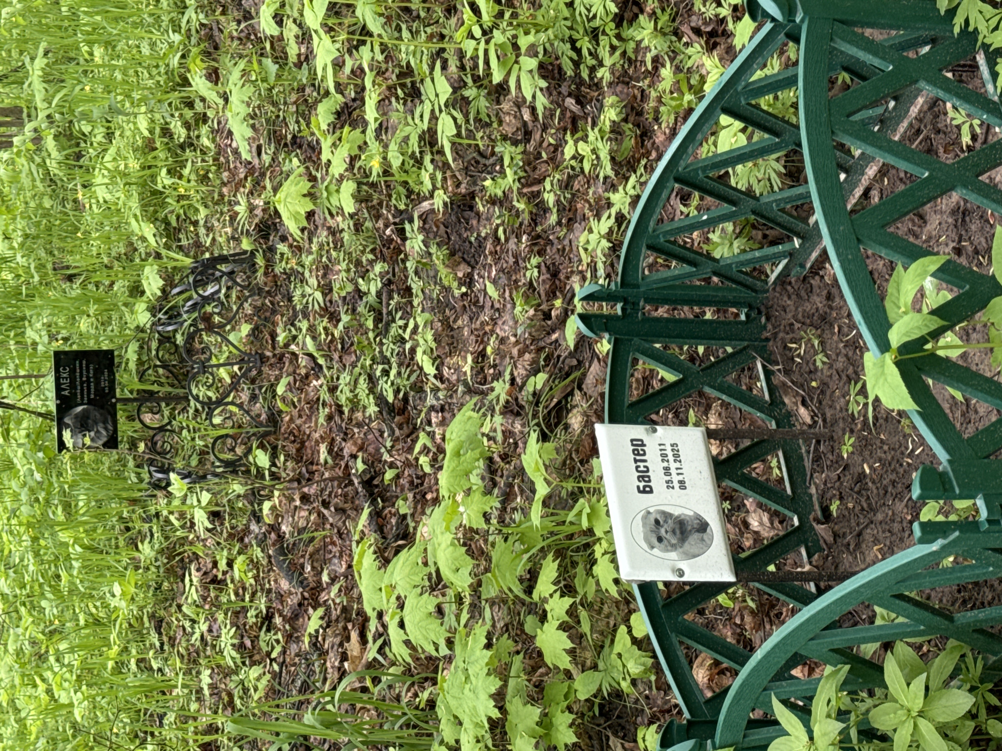The image depicts a pet cemetery in Kazan, Russia. Two graves are visible, each marked with a memorial plaque and surrounded by wrought iron or green metal fencing. One plaque is black with white lettering, inscribed in Russian with the name "АЛЕКС," along with birth and death dates. The other plaque is white with black lettering, similarly inscribed in Russian with the name "Бастер" and dates. Each plaque features a picture of the deceased pet. The surrounding environment includes lush ground cover of leafy green plants. The location appears to be a wooded area.
