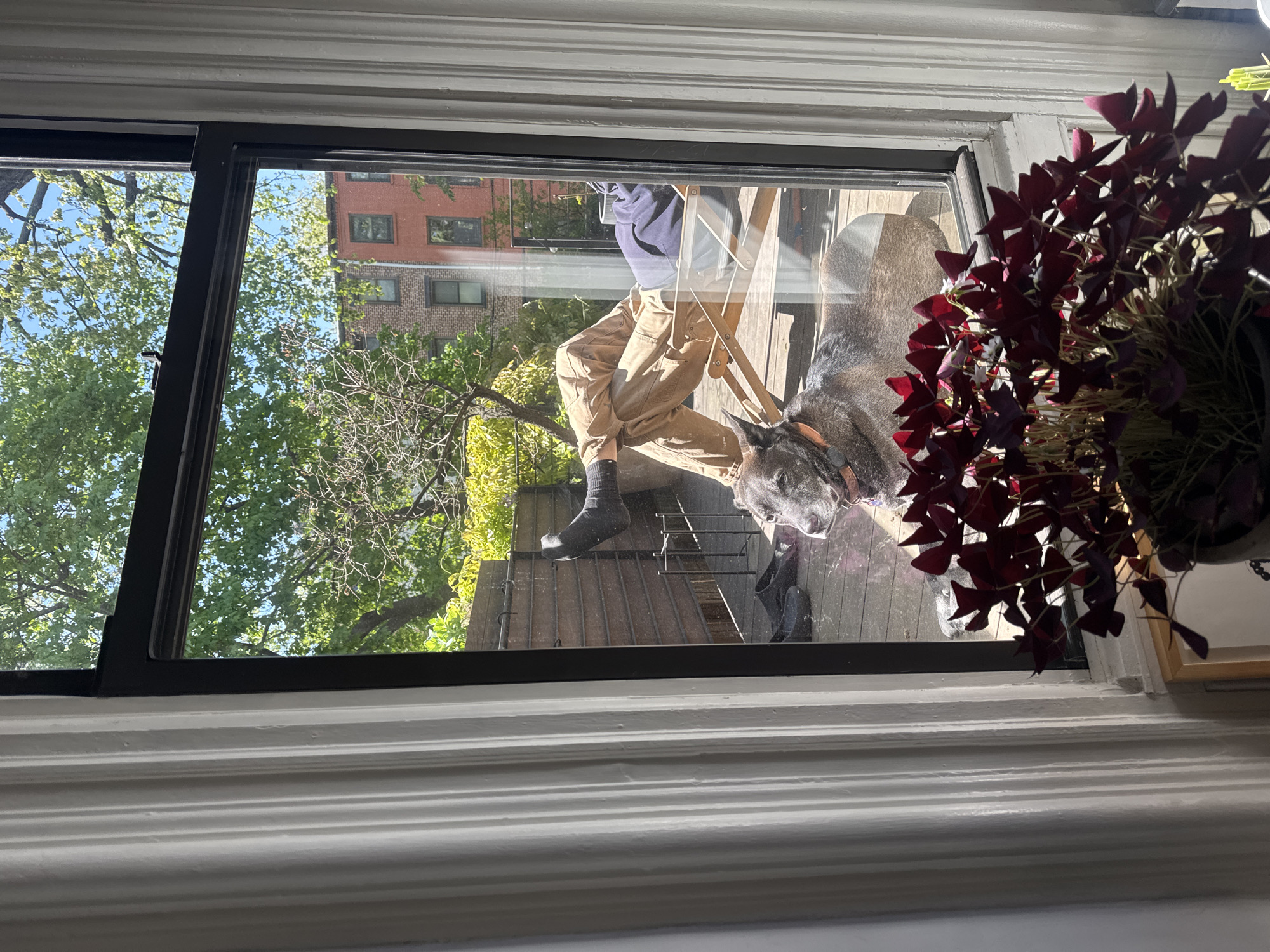 The image captures a sunlit view through a window, looking out onto an outdoor area with a person and a dog. The perspective is from inside a room, evidenced by the white, decorative window molding at the top and bottom of the frame.
Outside the window, a person is seated on a wooden chair or step ladder. They are wearing a dark blue hoodie, tan cargo-style pants, and dark socks. Beside them, a dark-furred dog, possibly a pit bull or similar breed, lies or sits on a wooden deck or patio, looking towards the right. The outdoor space features a metal railing or gate.
Beyond this immediate area, lush green trees with bare branches are visible against a bright blue sky. In the background, a multi-story brick building with numerous windows stands, typical of an urban setting. The overall lighting suggests a clear, sunny daytime.
Reflected in the window glass, or positioned very close inside, is a potted plant with striking dark red, triangular leaves, likely an *Oxalis triangularis* (false shamrock), which partially obscures the view on the right side.
There is no visible text in the image.