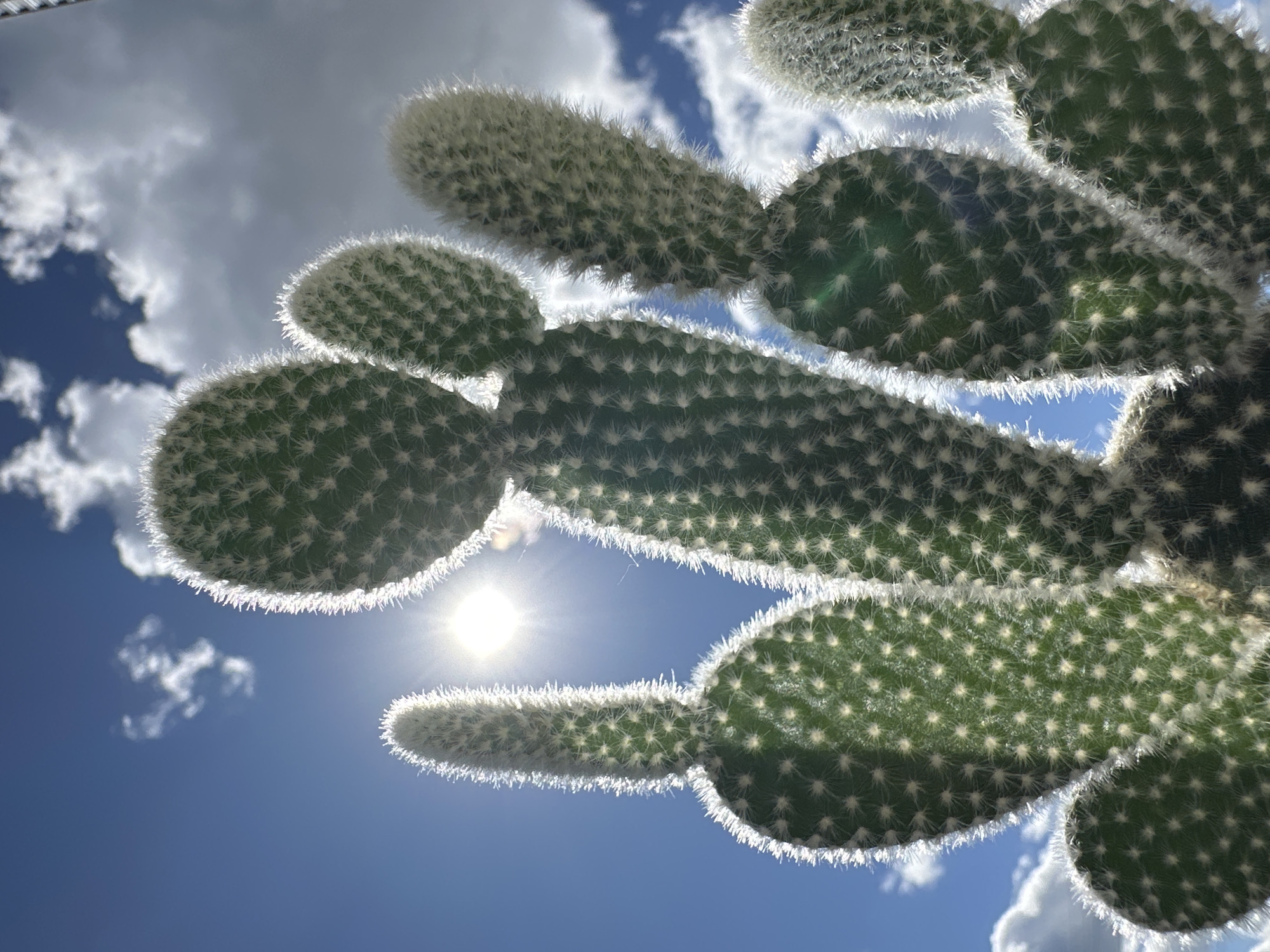 The image shows a low-angle view of a bunny ear cactus against a blue sky with scattered white clouds. The sun is visible through the cactus pads, creating a bright flare. The cactus pads are green with numerous white glochids, and the edges are highlighted by the sunlight. The location is Unknown, Unknown.