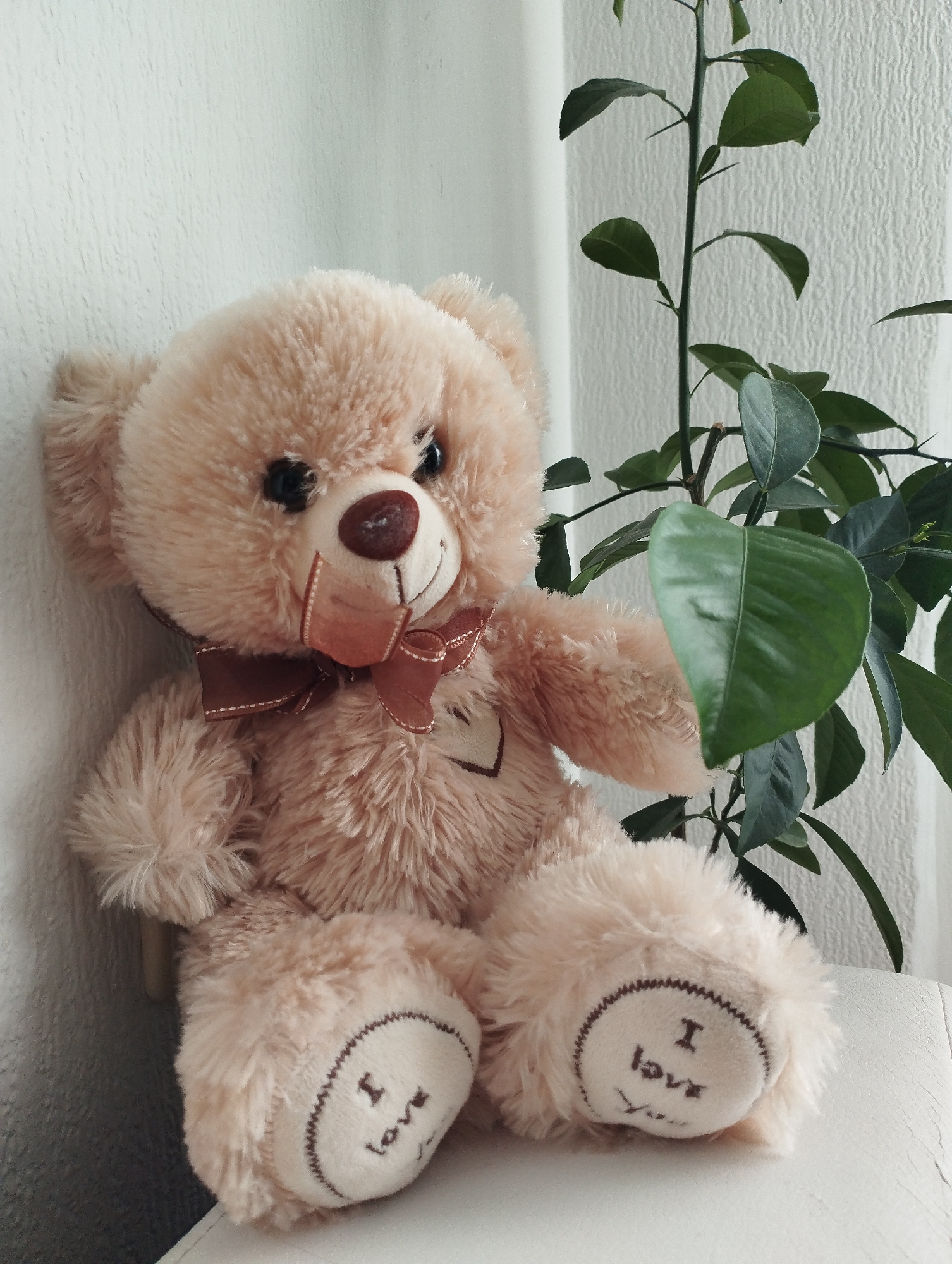 A light-brown plush teddy bear sits on a white surface, likely a chair, against a white textured wall. The bear has a brown bow tie and the words "I love you" embroidered on the bottom of its feet. To the right of the bear is a plant with green leaves and a tall stalk, positioned near a window. The setting appears to be indoors. There is no information available to conclude that the image was taken in the city of Sadovyy, Russia.