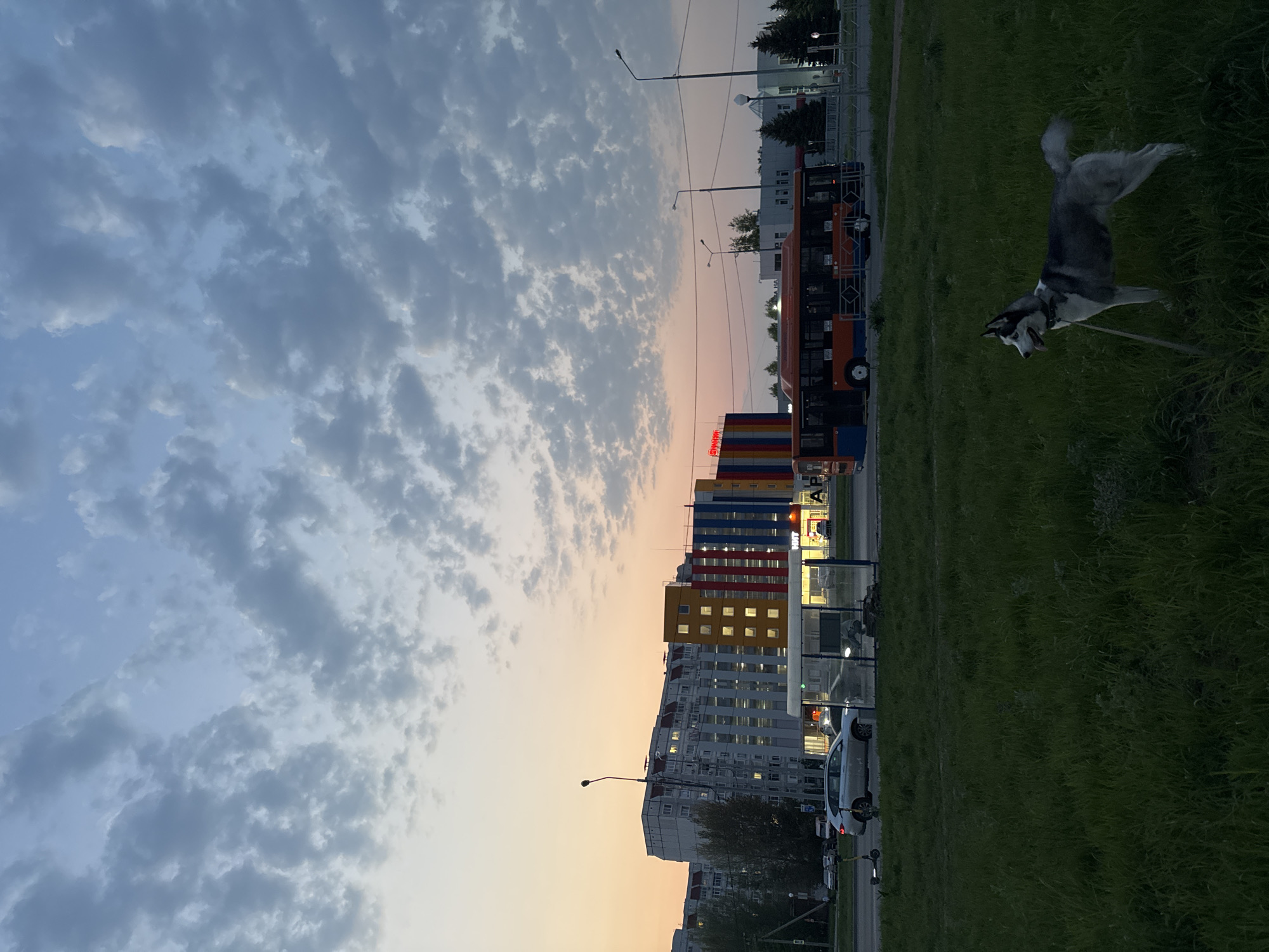 The image presents an outdoor scene in a city, likely at dusk, given the sky's gradient from blue to orange. The image is rotated 90 degrees clockwise. A gray and white husky dog is on a leash and positioned on the right side of the frame, standing on a patch of grass. In the background, along a road, there is a bus and several parked cars. Buildings of varying heights and architectural styles are visible, including a taller structure with colorful vertical panels in blue, red, and yellow. There is a public transport stop with a shelter. Street lights are interspersed along the road. The sky is filled with clouds.