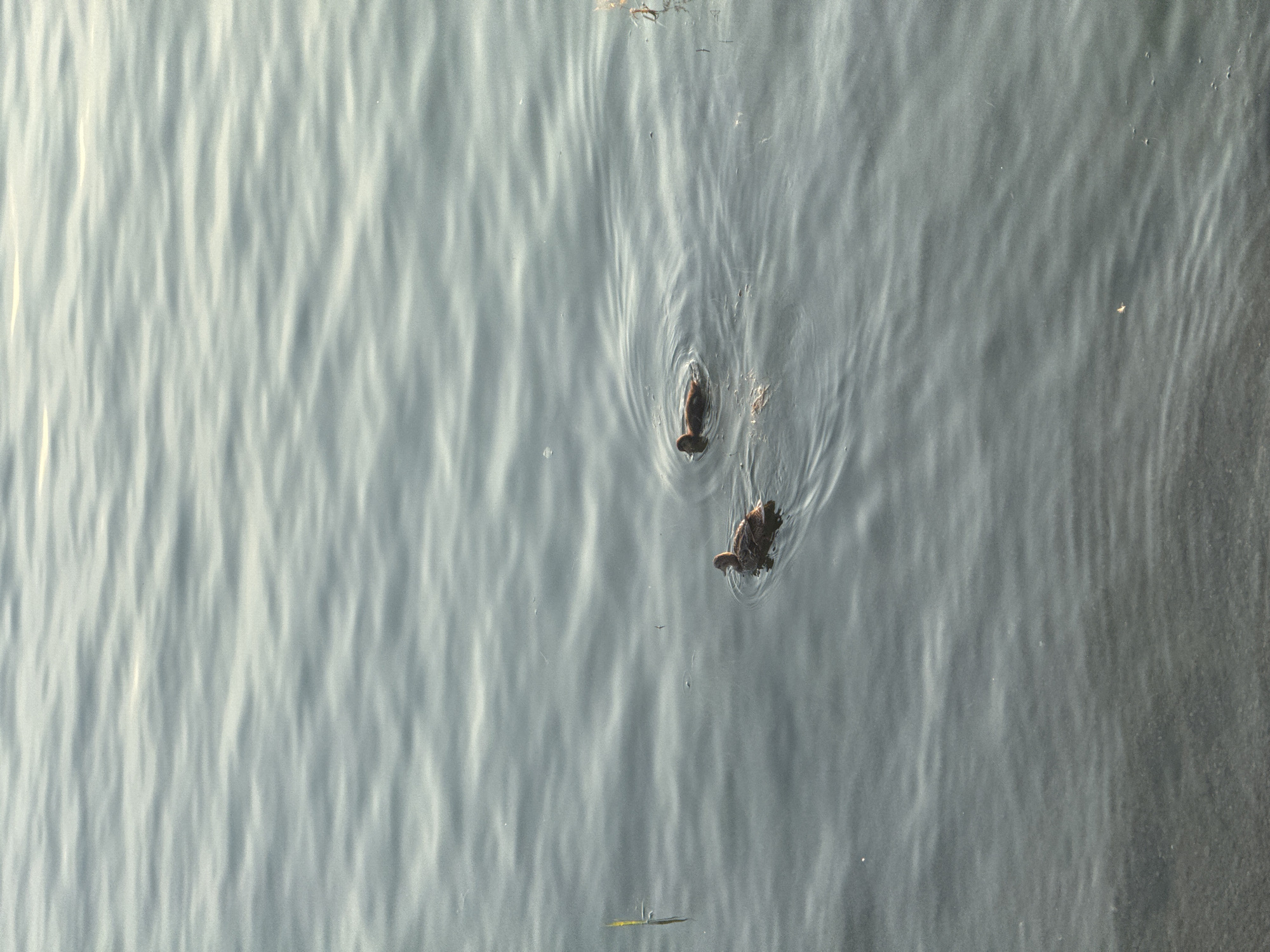 Two ducklings swim in the calm, rippling waters of a body of water, possibly a lake or river. The scene is natural and tranquil, with no urban elements or human presence visible. The water is a muted gray-blue, reflecting the soft light of the sky. One duckling is closer to the viewer, while the other is slightly further away, both leaving small wakes as they move.