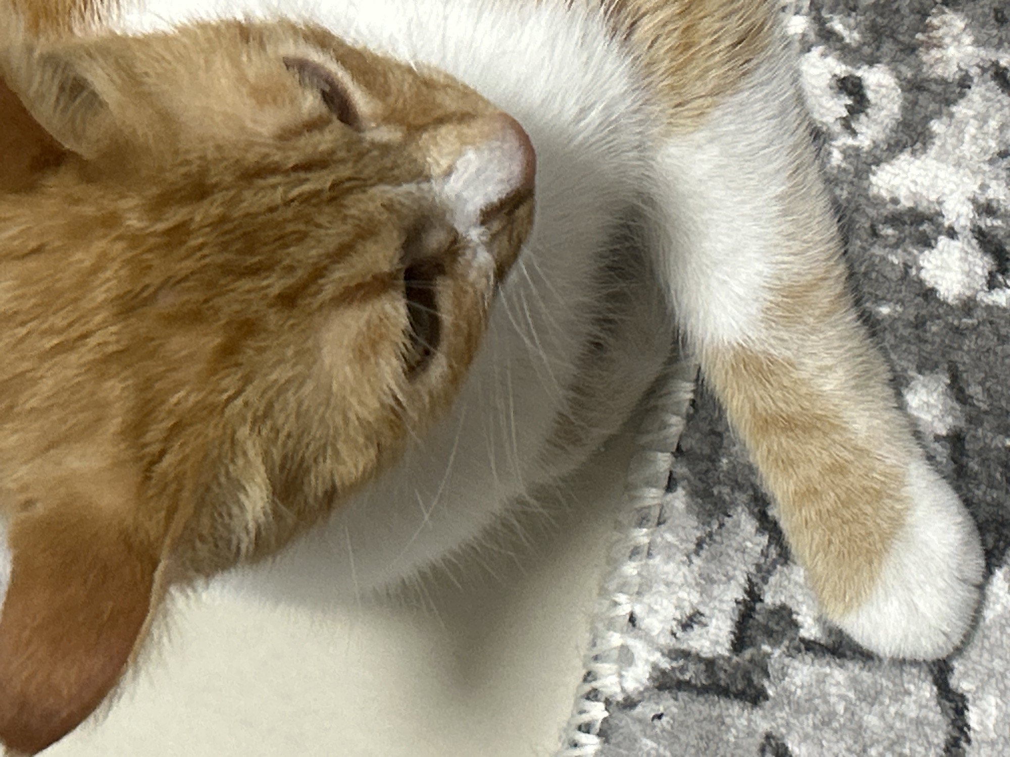 A close-up shot focuses on an orange and white cat. The cat's head is positioned on the left side of the frame, with its ear visible. The cat's fur is predominantly orange, with white markings on its face and chest. A leg, primarily white with orange at the paw, extends towards the right side of the image. The cat is lying on a grey and white patterned rug. The location and the city of Burgas, Bulgaria are not discernible from the image.