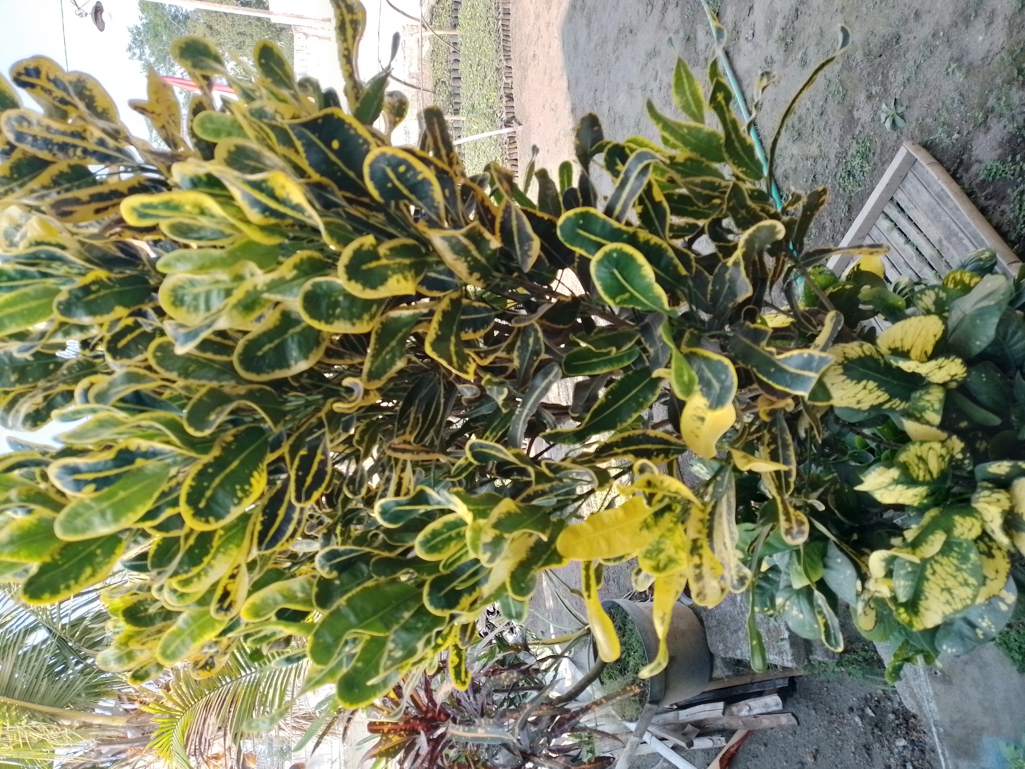 A vertical medium shot captures a vibrant croton plant with variegated leaves, a mix of deep green and bright yellow, positioned outdoors. The plant is the central focus, occupying the majority of the frame. To the left and slightly behind, the fronds of a palm tree are visible against a bright sky. The ground beneath is composed of dry earth and scattered debris, including some wooden planks and concrete structures. In the background, a nursery setting is evident with rows of potted seedlings under a greenhouse-like structure, suggesting this location is likely a garden center or plant nursery in Ngancar, Indonesia. The lighting suggests it is daytime, with a clear sky.