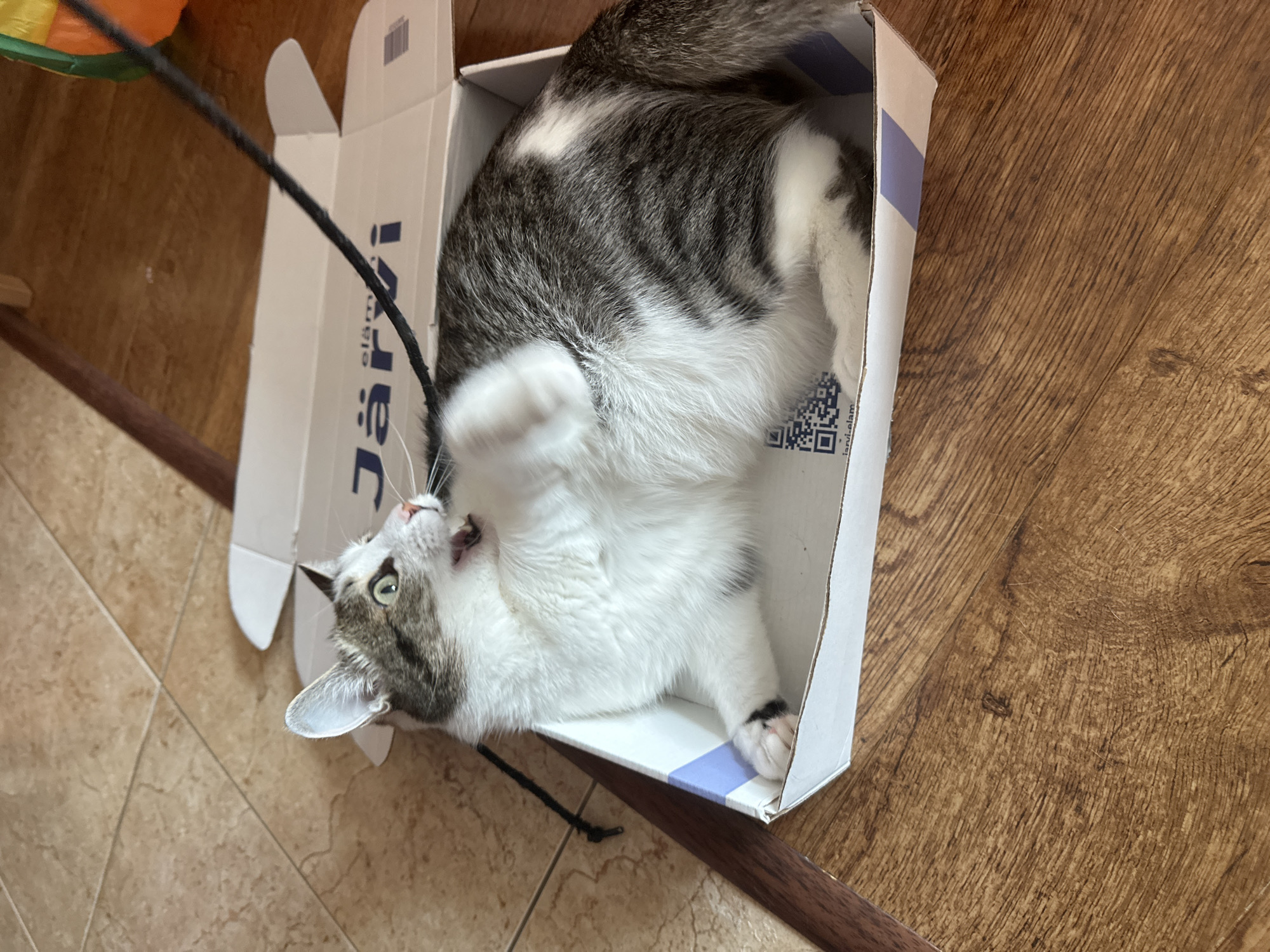 A white and grey tabby cat lies inside a white cardboard box with blue trim. The cat is on its back, with one paw raised as if swatting at a black string. The cat's mouth is open. The box has "järvi-eläm" printed on the side. The box sits on a floor consisting of both tile and wood surfaces. The scene is in Krasnoyarsk, Russia, as indicated by the name of the product printed on the box.