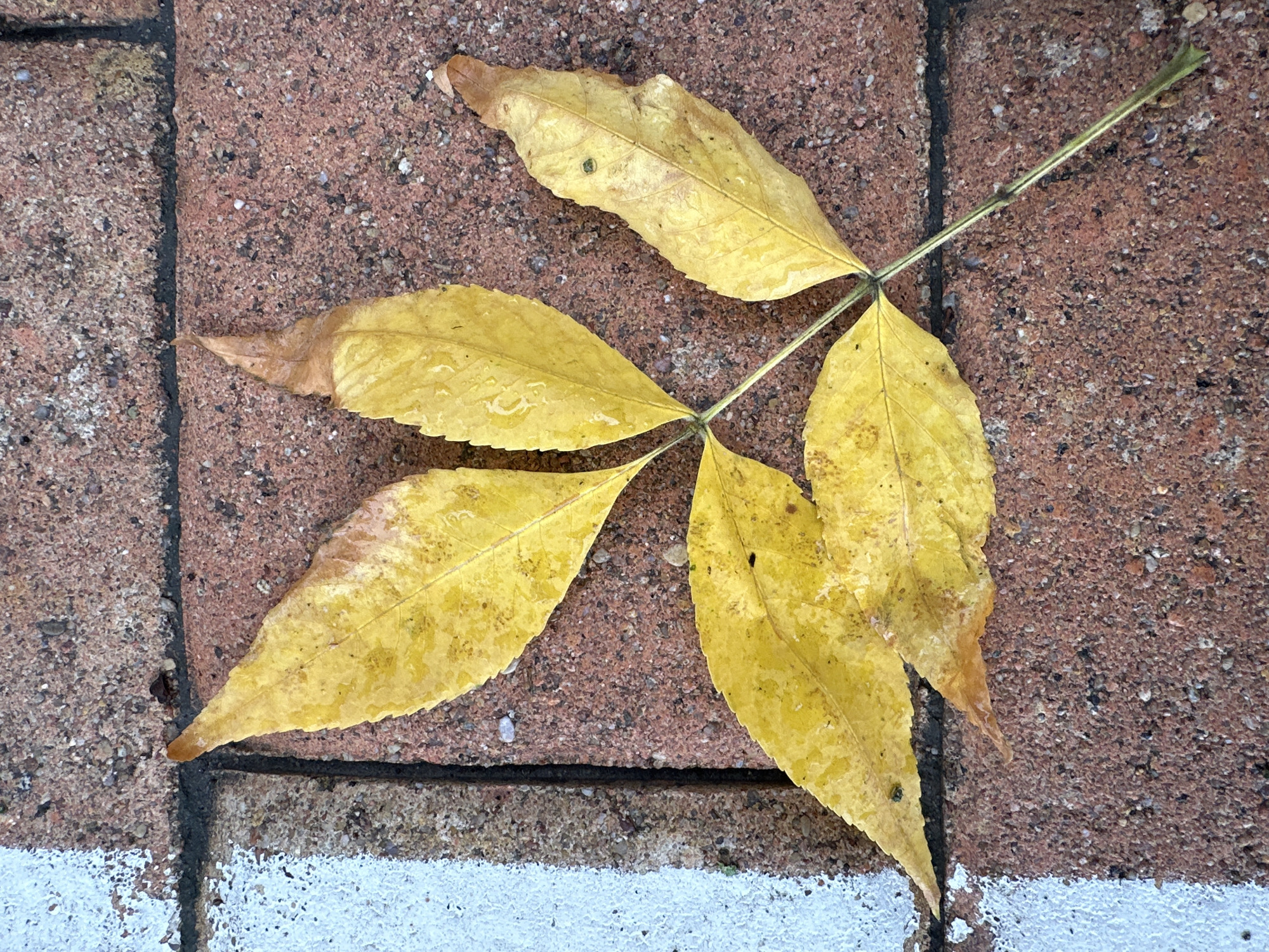 A cluster of five yellow leaves, some with water droplets, rests on a brick walkway. The walkway consists of reddish-brown bricks with dark grout lines. A white painted line runs along the left edge of the image. There are no people present.