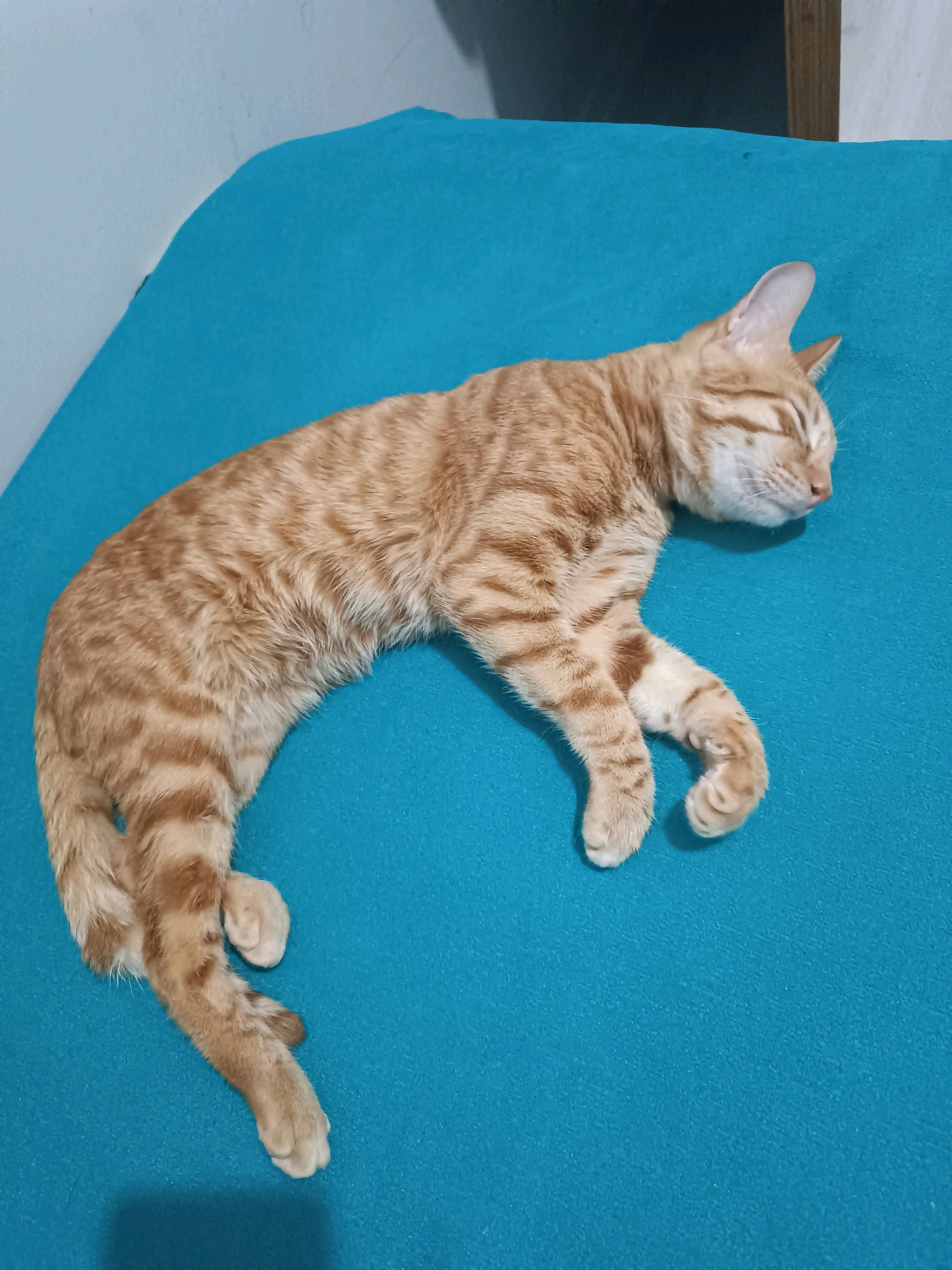 An orange tabby cat is sleeping curled up on a blue surface. The cat is lying on its side with its eyes closed and its paws tucked underneath it. The fur of the cat is a light orange color with darker orange stripes. The blue surface appears to be a soft fabric, possibly a blanket or a sofa. The background is out of focus but appears to be a wall and some furniture. The lighting is soft and natural, suggesting the photo was taken indoors during the day. The image does not provide any specific clues about the location in Başakşehir, Turkey.