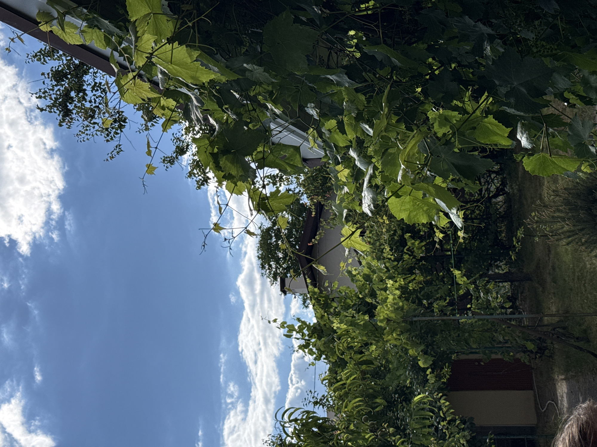 The image depicts a backyard scene on a sunny day, likely in the city of Obukhivka, Ukraine. The foreground is dominated by lush green grapevines with large leaves, some of which are backlit by the sun. In the background, a portion of a building with a brown roof is visible, along with trees and a chimney. A small beige structure with a red door is also present on the left side of the frame. The sky is blue with scattered white clouds. The overall impression is that of a peaceful, overgrown garden setting.