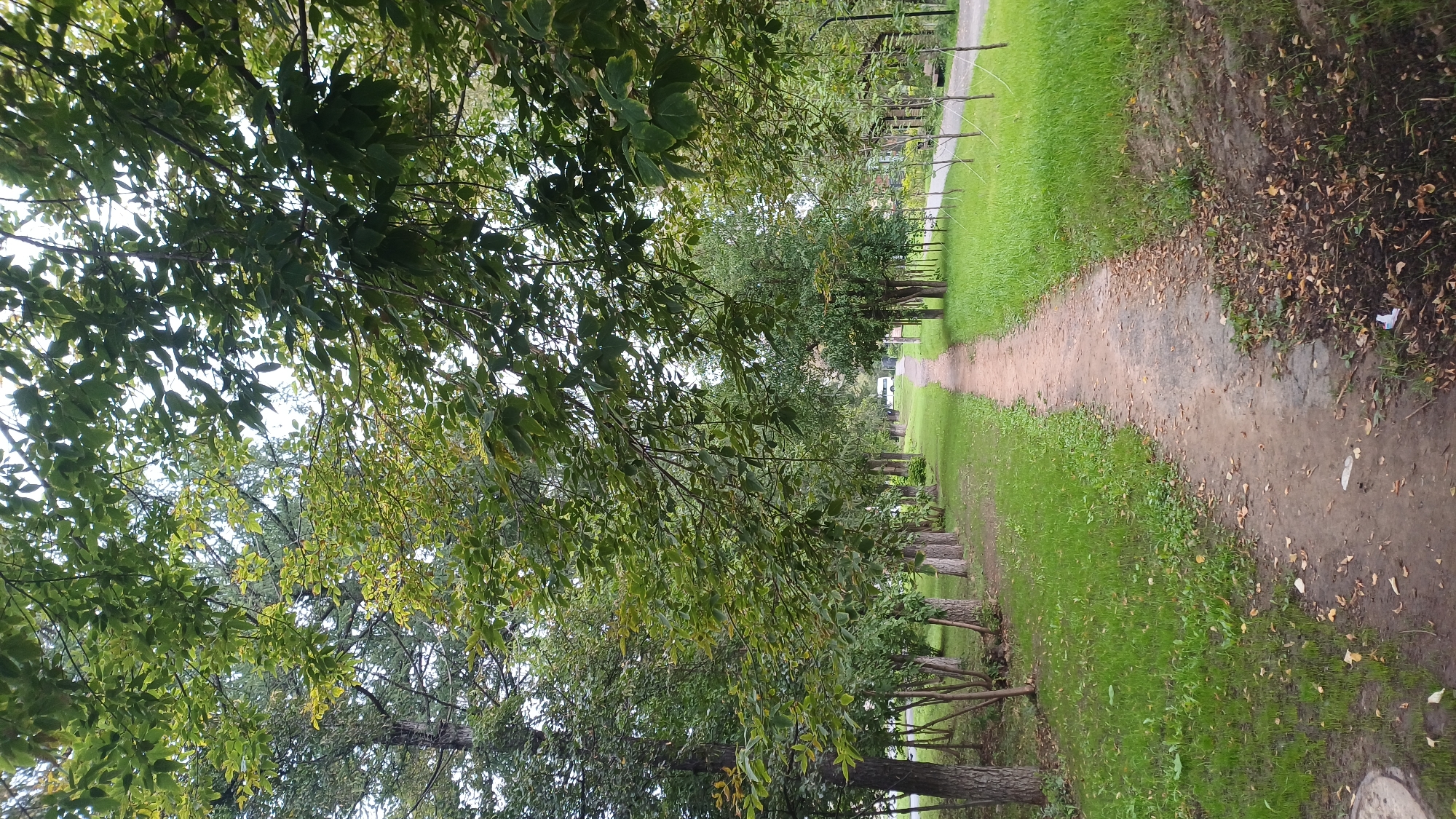 The image shows a dirt path lined by trees on both sides in a park-like setting. The path is mostly clear, with some fallen leaves scattered on its surface. Lush green grass covers the areas adjacent to the path. In the distance, a white vehicle is visible, suggesting a road or a parking area. The trees are dense, with green leaves, indicating it is likely summer or early autumn. The overall atmosphere is serene and natural, typical of a public park or a tree-lined avenue. Based on visual cues and common urban park designs, this scene could be located in one of the many green spaces within the city of Izhevsk, Russia.