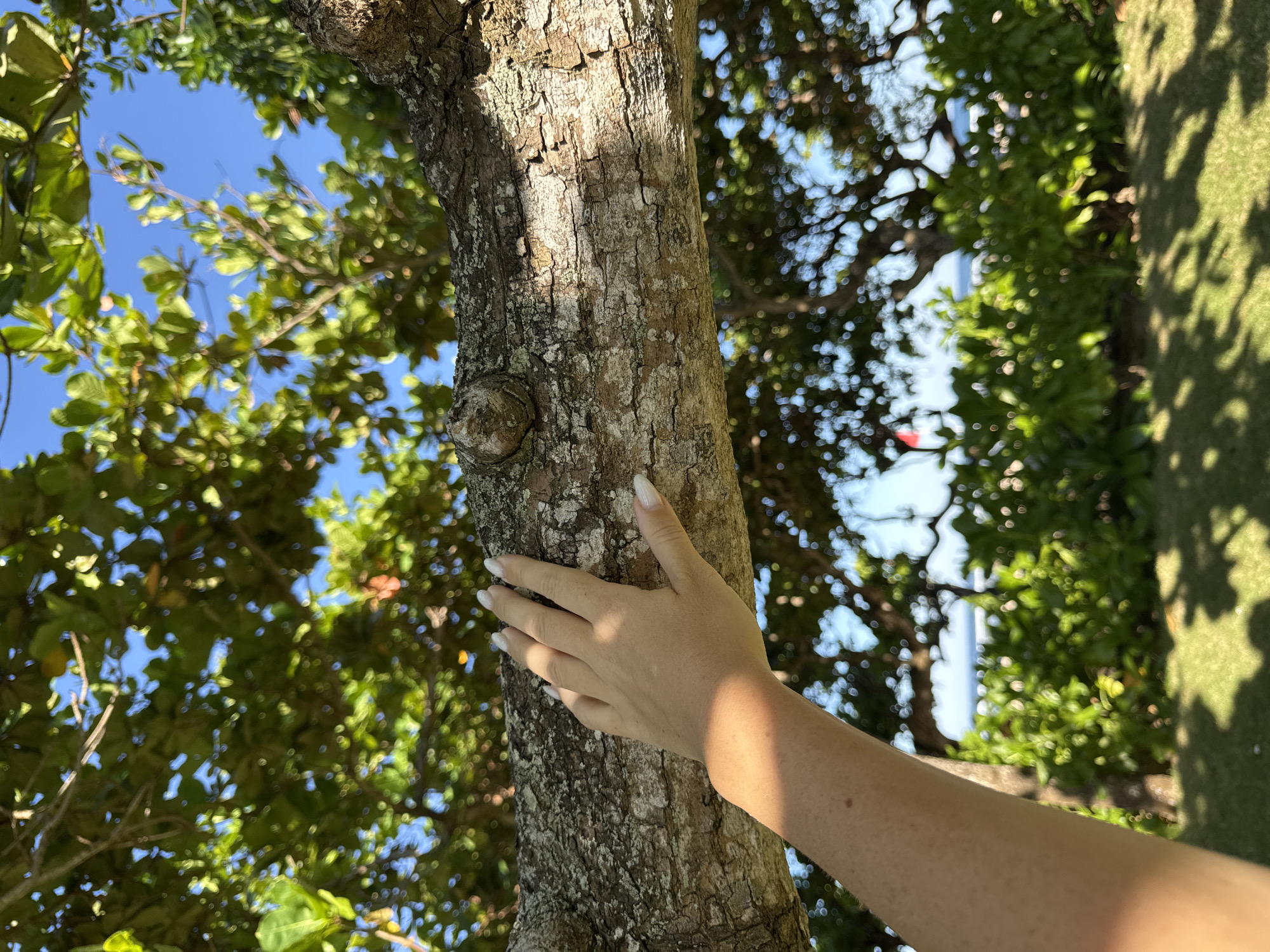 The photograph depicts a close-up of a tree trunk, held by a human hand with manicured nails. The tree, displaying rough bark texture, is positioned against a background of green foliage and a blue sky, indicating an outdoor setting. The scene is likely set in Kuta Selatan, Indonesia, based on geographical information. No further individuals or objects are clearly visible, and the primary action is the hand holding the tree.