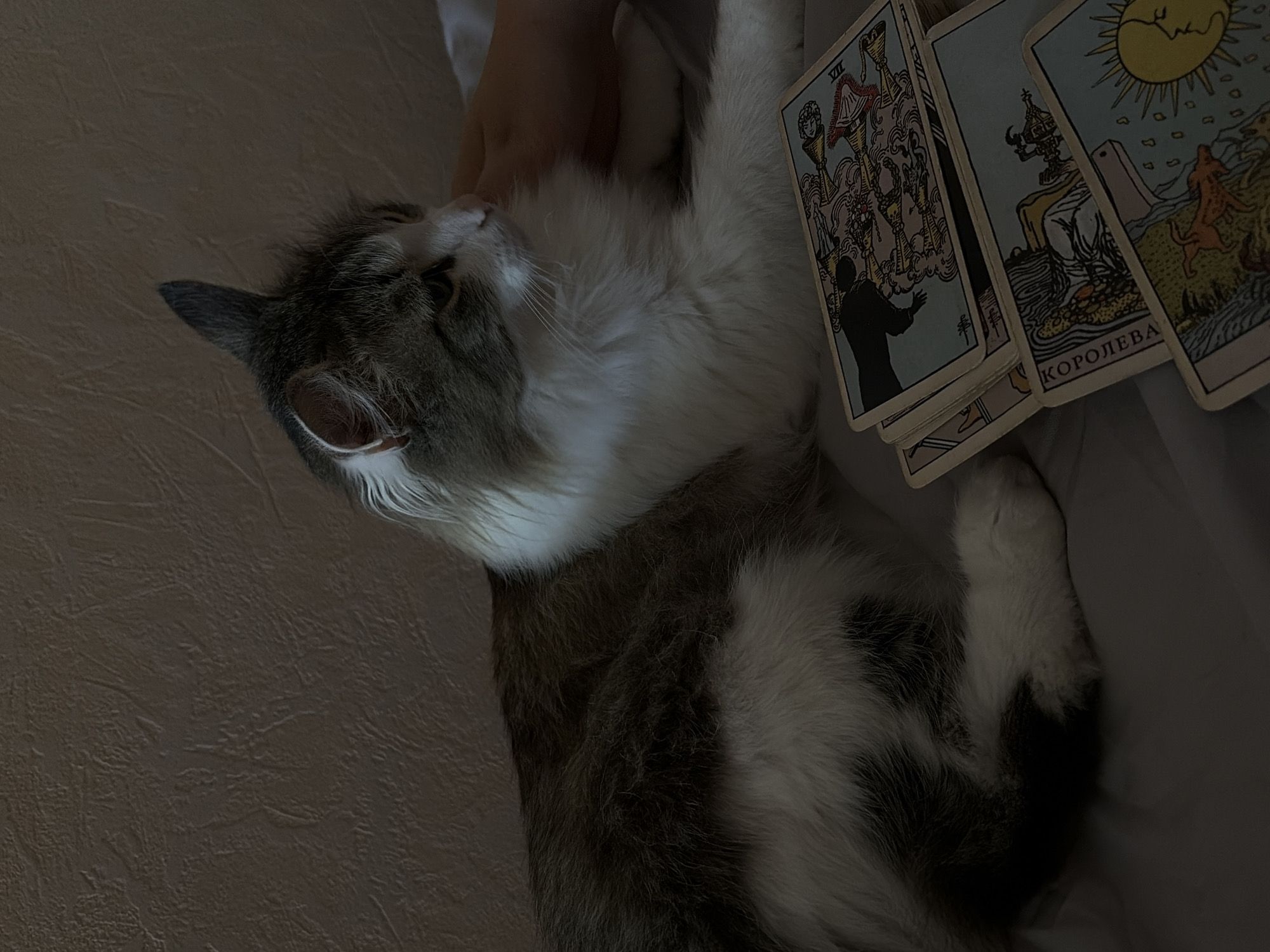 A domestic long-haired cat lies on its back on a bed or similar surface. A person's hand is visible touching the cat's chest. Several tarot cards are placed near the cat's head. The card with the most legible text has the word "КОРОЛЕВА" on it. The scene appears to be indoors. There is no information in the image to suggest the location is Chaikovsky, Russia.