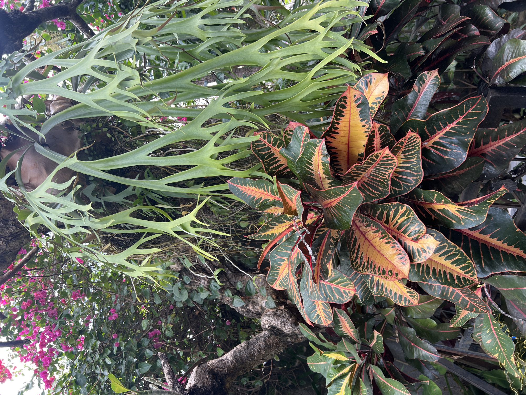 In North Kuta, Indonesia, an outdoor scene showcases a lush garden with a variety of plants. A large staghorn fern, identifiable by its broad, branching fronds, hangs prominently from a tree. Below it, a croton plant displays vibrantly colored leaves with patterns of green, yellow, and red. In the background, a tree trunk is visible, partially covered by vines, and clusters of bright pink flowers, possibly bougainvillea, add a splash of color to the upper left portion of the image. The scene appears to be a tranquil, natural setting within the city.