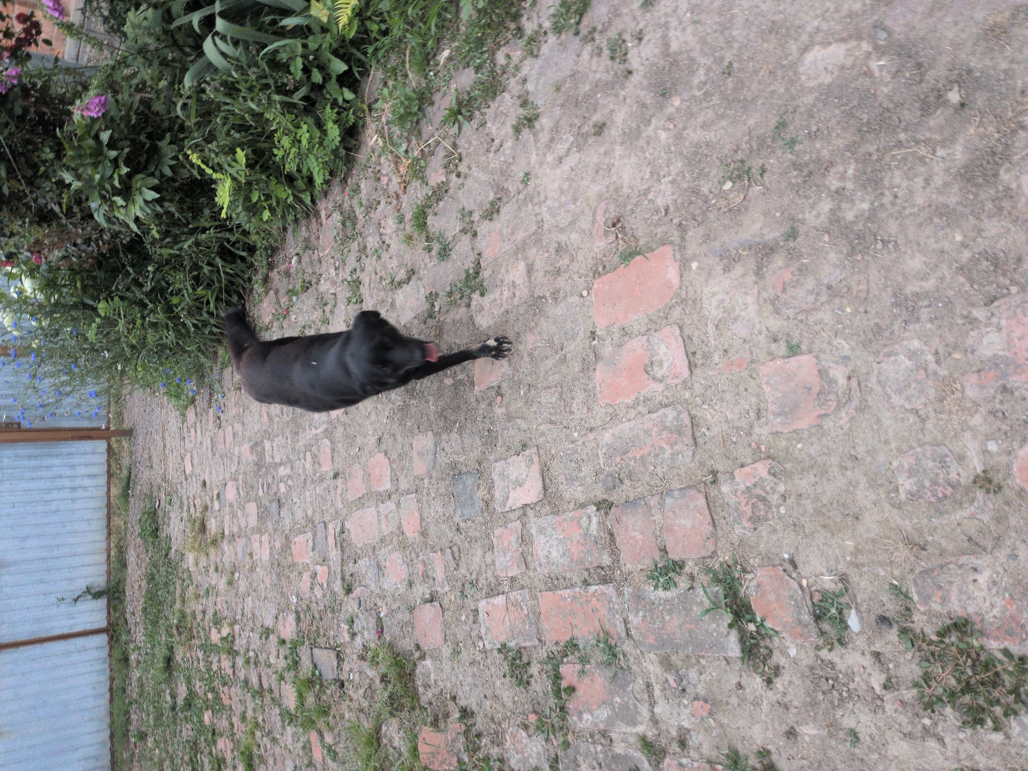 A black dog with its tongue hanging out walks along a brick path in a yard. The path is made of weathered red bricks interspersed with dirt and patches of grass. To the left of the path is a corrugated metal fence. To the right, there is dense green foliage with some purple flowers. The scene appears to be outdoors.