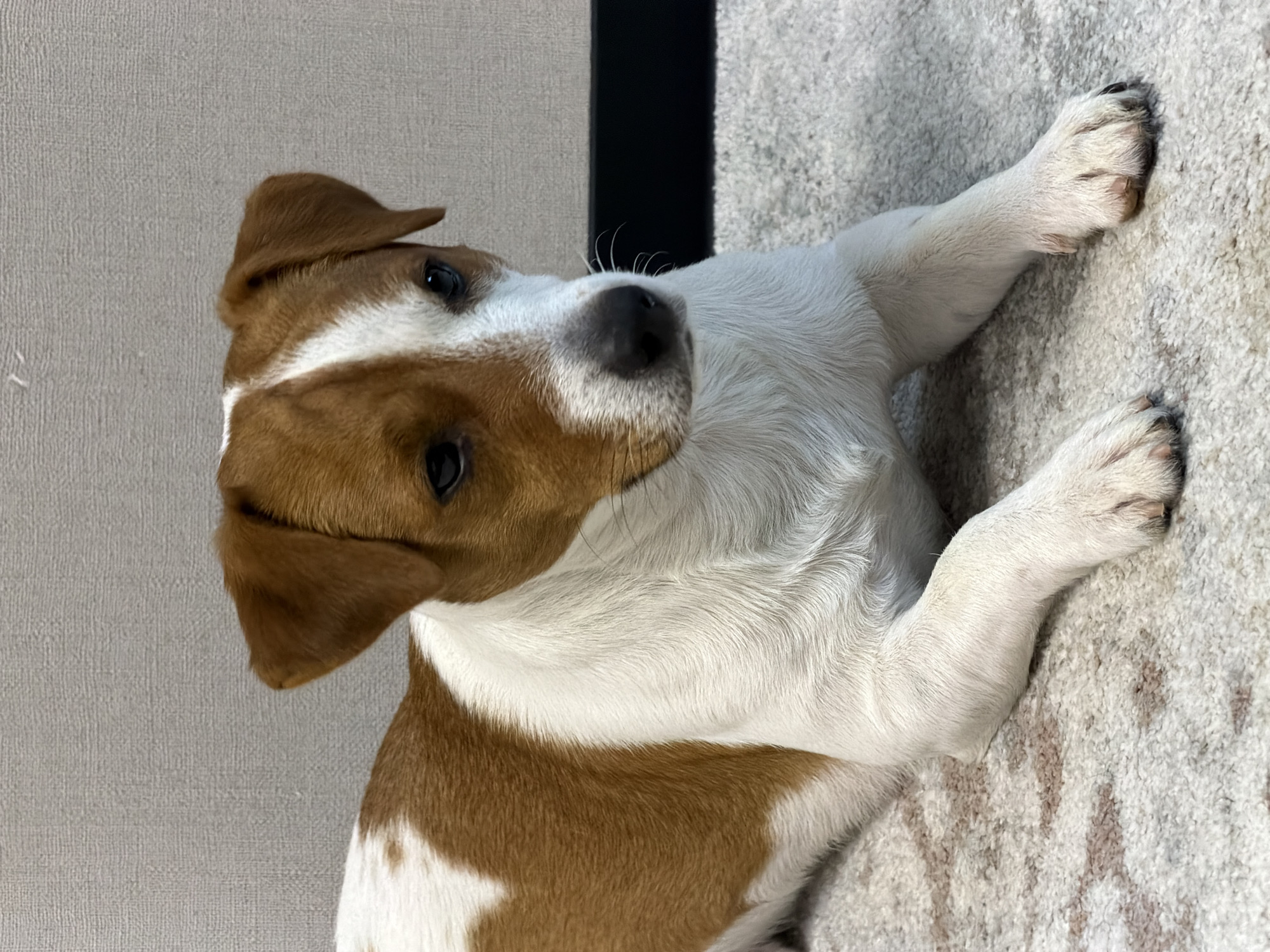 A medium shot captures a Jack Russell Terrier lying on a patterned carpet in front of a textured light-colored wall. The dog is predominantly white with brown markings on its head and back. Its ears are perked, and its gaze is directed slightly to the right of the camera. The floor appears to be a light-colored rug with a repeating diamond or chevron pattern in shades of beige and brown. The wall behind the dog has a subtle texture and is a neutral, light tone. A dark band is visible at the bottom of the wall, suggesting a skirting board or a change in material. The lighting is even, with no harsh shadows. The overall scene is indoors, suggesting a domestic or office environment. The image does not contain any identifiable landmarks or clues to its specific location in Moscow, Russia.