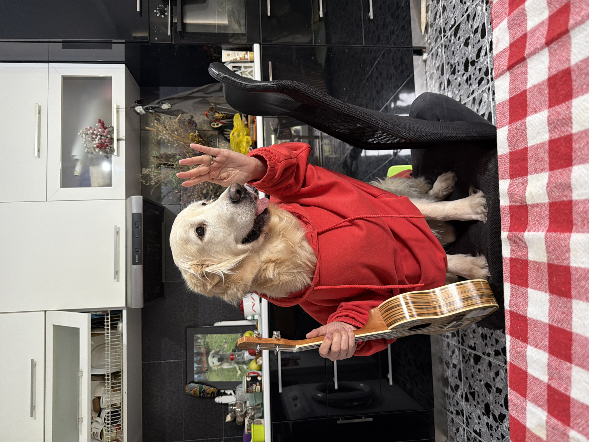 A lighthearted indoor photograph captures a golden retriever dog seemingly playing a ukulele in what appears to be a home kitchen or dining area in Tbilisi, Georgia. The dog, wearing a vibrant red hoodie, is positioned as if sitting on a chair, with its front paws holding the small wooden ukulele. Its tongue is slightly out, and its gaze is directed upwards and to the left, toward a human hand visible above its head. This hand, adorned with a silver ring on the ring finger, makes a "peace" or "V" sign with two fingers.
The background reveals a modern kitchen setup. To the left, white cabinets with long silver handles line the wall. One cabinet features a glass pane through which artificial red and white berry decorations are visible. Another cabinet door is slightly ajar, showing a dish drying rack inside. Above these, black cabinets and what looks like a built-in oven or microwave are present. The countertops and backsplash are a dark, possibly black, tiled surface with a textured or speckled pattern. A black office-style chair is partially visible behind the dog. On the right side of the frame, a red and white checkered tablecloth covers a table. In the lower background, a framed picture of another dog (possibly a Golden Retriever) sits on a surface among other small decorative items. The overall scene suggests a playful, amusing moment captured in a warm, domestic setting during daytime. No discernible text is visible in the image.