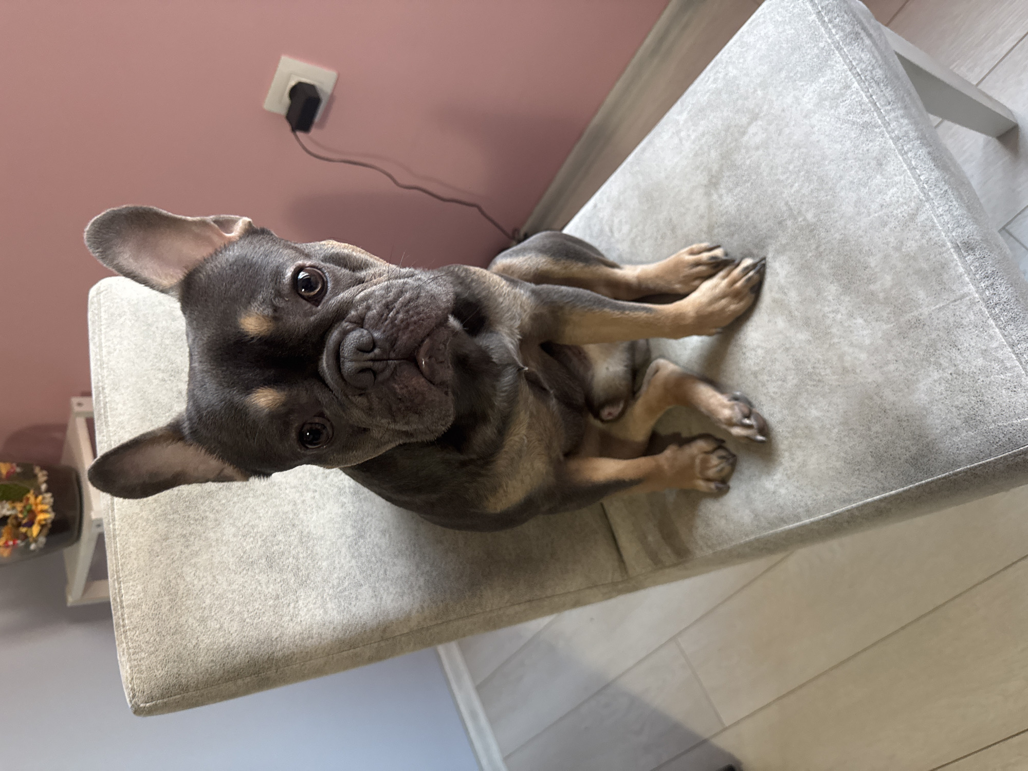 A fawn and grey French Bulldog sits on a light grey upholstered bench. The dog is facing the camera, its head tilted. A wall with a pink hue is visible behind the bench, along with a white electrical outlet and a black power adapter. The floor is light colored tile. The bench is situated indoors. The location is Burgas, Bulgaria.
