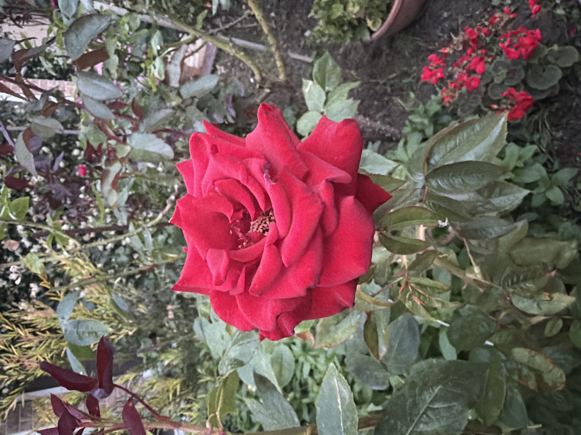 A close-up, eye-level shot captures a vibrant red rose in full bloom, its petals unfurling in a classic spiraling pattern. The rose is the central subject, with its rich red color contrasting against the softer greens of its surrounding foliage. The background is a blur of leafy plants and branches, suggesting a garden setting. In the lower right corner, a cluster of small red flowers adds a touch of secondary color and visual interest. The lighting appears to be natural, possibly from an overcast sky or late afternoon sun, creating a slightly subdued atmosphere. The image is still and quiet, focusing on the intricate beauty of the rose. The location is Unknown, Unknown, and no people or specific actions are depicted.