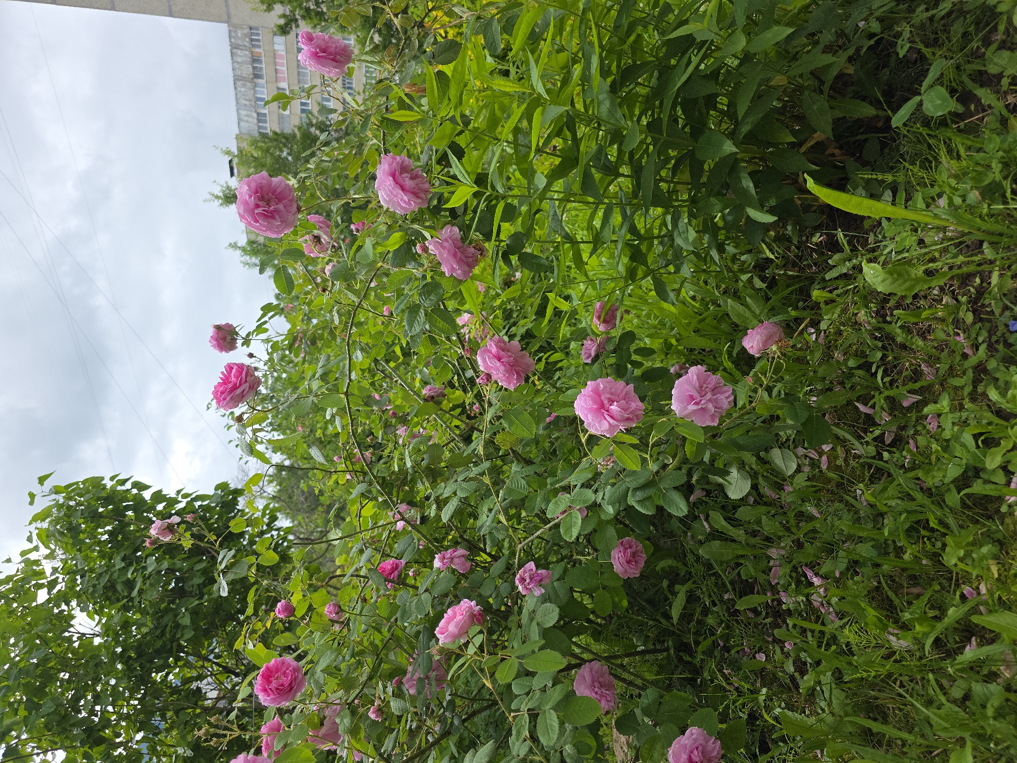 The image depicts a dense cluster of pink roses in full bloom, with lush green foliage surrounding them. The roses vary in size and stage of bloom, with some fully open and others in bud. Fallen rose petals are scattered on the ground amidst the grass and undergrowth. In the background, a multi-story apartment building, typical of Soviet-era architecture, is visible, with a neutral-colored facade and numerous windows. The sky is overcast with gray clouds, suggesting a temperate climate. The scene is likely situated in a residential area of Novocheboksarsk, Russia, where such plantings are common in urban green spaces. There are no people or animals visible in the image.