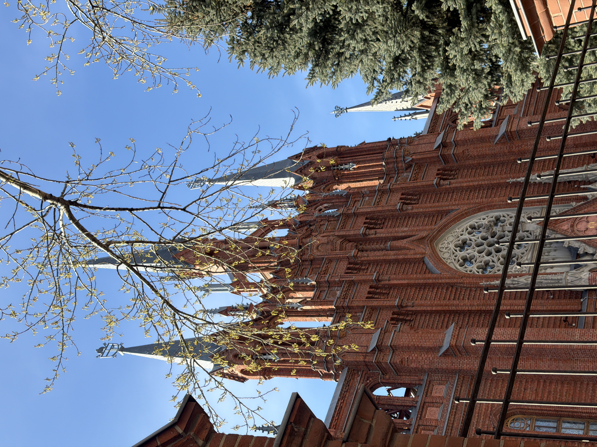 The image captures a low-angle view of the Cathedral of the Immaculate Conception of the Holy Virgin Mary in Moscow, Russia, framed by tree branches with emerging buds and evergreen foliage. The red brick facade of the cathedral is prominent, with its Gothic architectural details, including pointed arches, spires, and a large rose window. Metal bars partially obscure a section of the building. The sky is clear and blue.