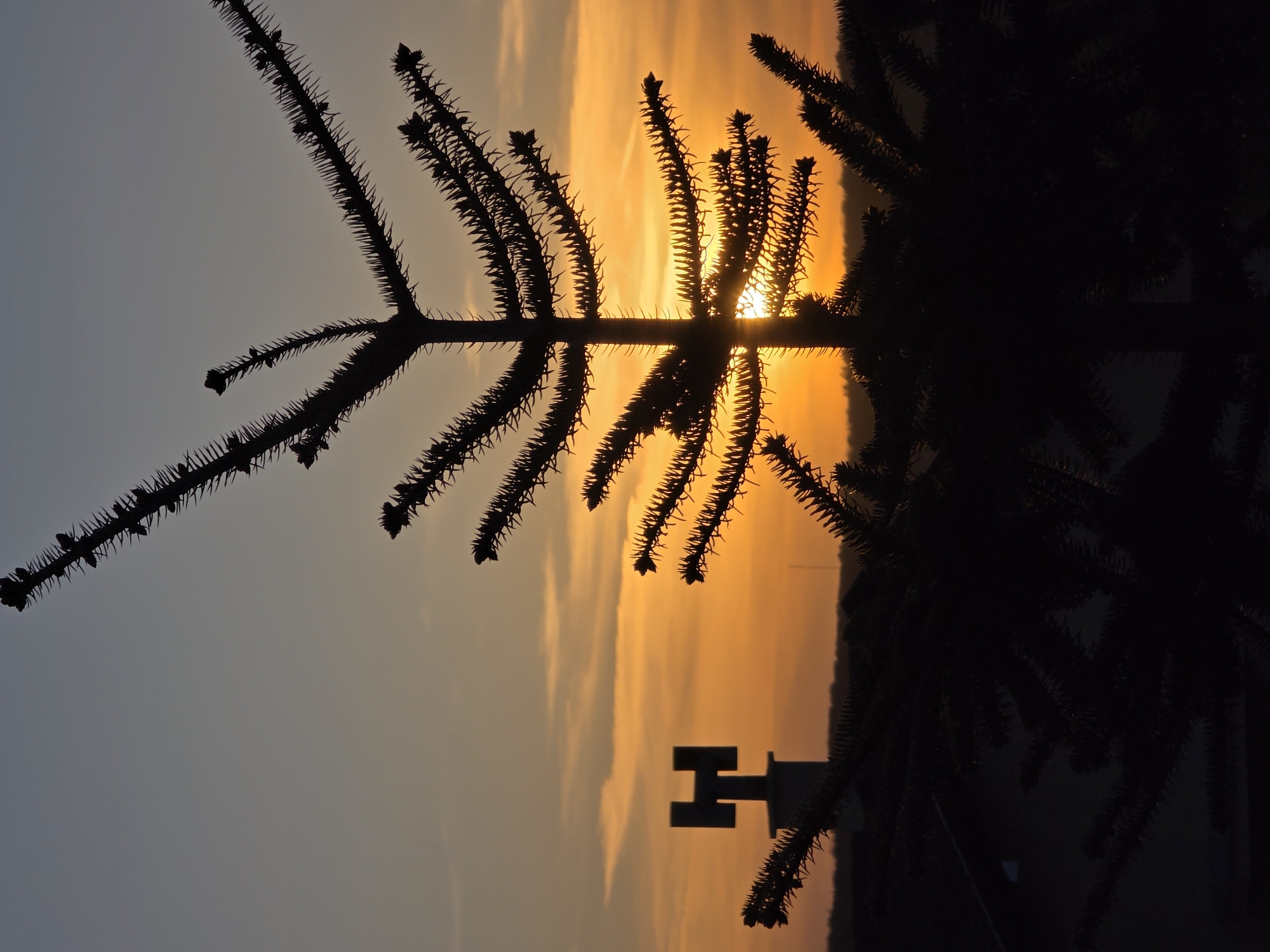 The image, correctly oriented as a portrait, captures a dramatic sunset or sunrise over Varna, Bulgaria. The foreground is dominated by the striking silhouette of a large tree branch, likely an Araucaria (Monkey Puzzle tree), characterized by numerous spiky, dense leaves or needles extending across the frame.
The sun, a brilliant orange-yellow orb, is partially obscured by the tree's foliage in the upper right portion of the image, creating a powerful backlighting effect and a subtle sunburst. This illumination sets the sky ablaze with vivid colors, transitioning from a soft, cooler gray-blue on the left to intense oranges and yellows towards the right, indicative of either dawn or dusk. Streaks of clouds are visible within the fiery hues of the sky.
In the mid-ground, positioned against the brighter part of the sky and beneath the densest part of the tree, a distinct dark silhouette of a structure resembling a stylized 'H' or a cross-like shape can be seen. A faint, dark horizon line is visible at the very bottom of the frame, suggesting distant terrain or structures. The overall atmosphere conveyed is one of peaceful dramatic beauty, highlighting the contrast between the sharp, dark outlines of the tree and the luminous, colorful sky. There is no visible text in the image.