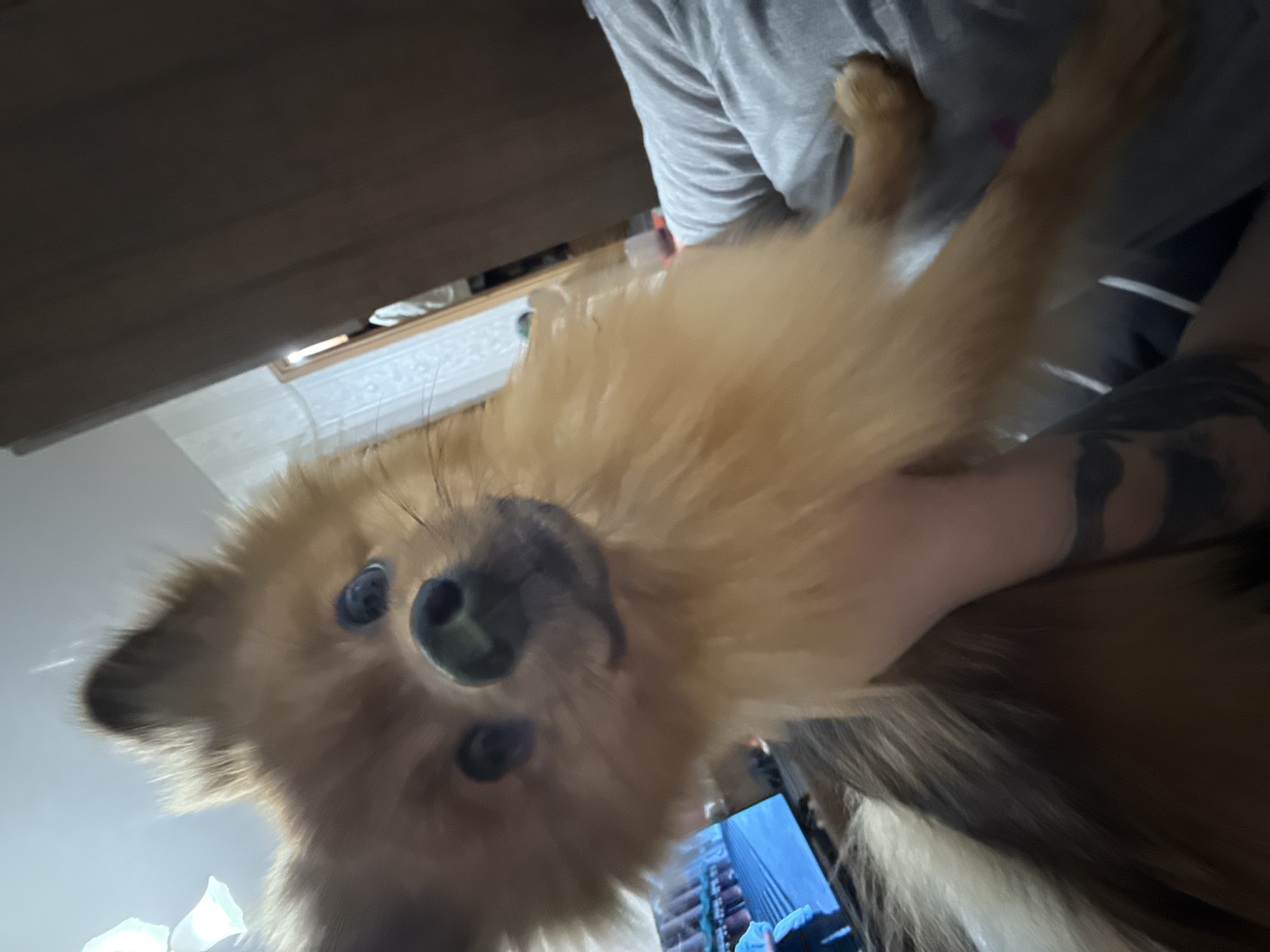 A close-up, underexposed shot presents a small, orange Pomeranian dog held in someone's arms. The dog's face, with its dark nose and eyes, is prominently featured. A portion of the person's body is visible; they are wearing a gray shirt and a tattoo is visible on their arm. The background is blurred, but a television screen can be seen displaying a scene of a tall building, indicating an urban setting. The overall image suggests an indoor environment.