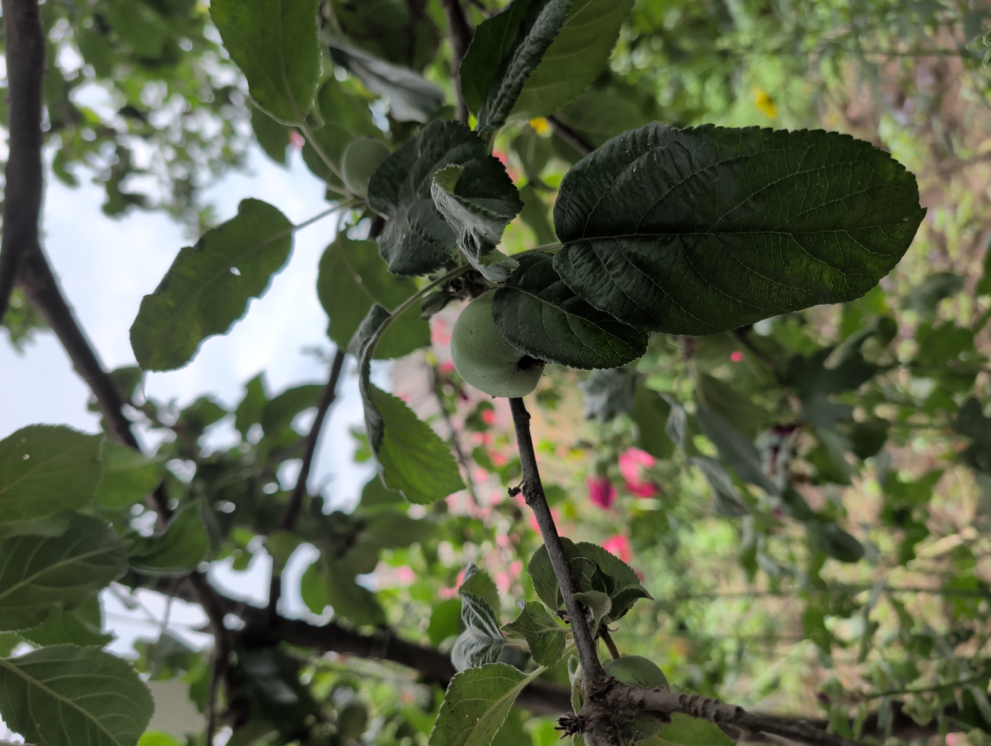 The image shows a close-up view of a tree branch with green leaves and a few small, unripe green apples. The branch is dark brown and textured. The leaves are a deep green, with some showing serrated edges and visible veins. In the background, out of focus, there are hints of pink flowers and other greenery, suggesting a garden or natural setting. The sky is visible at the top, appearing overcast. The scene is likely in Qarabulaq, Azerbaijan, given the prompt. There are no people or any discernable action depicted in the image.