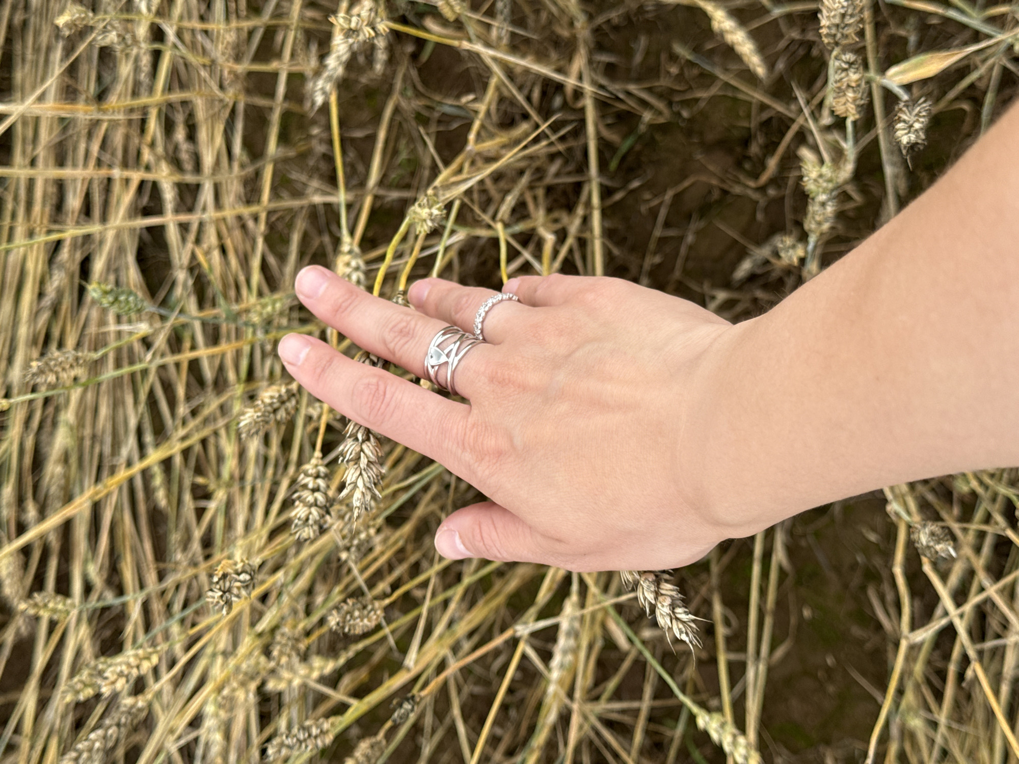 The image shows a person's hand with two rings on the ring finger, touching a field of dry wheat stalks. The hand is positioned in the center-right of the frame, with the fingers extended and gently brushing against the wheat. The wheat stalks are predominantly golden-brown and dry, with some green stalks interspersed. The background is out of focus, showing more wheat and the ground below. The lighting suggests it is daytime. There is no indication of the city of Lukintsy, Russia, in the image itself.