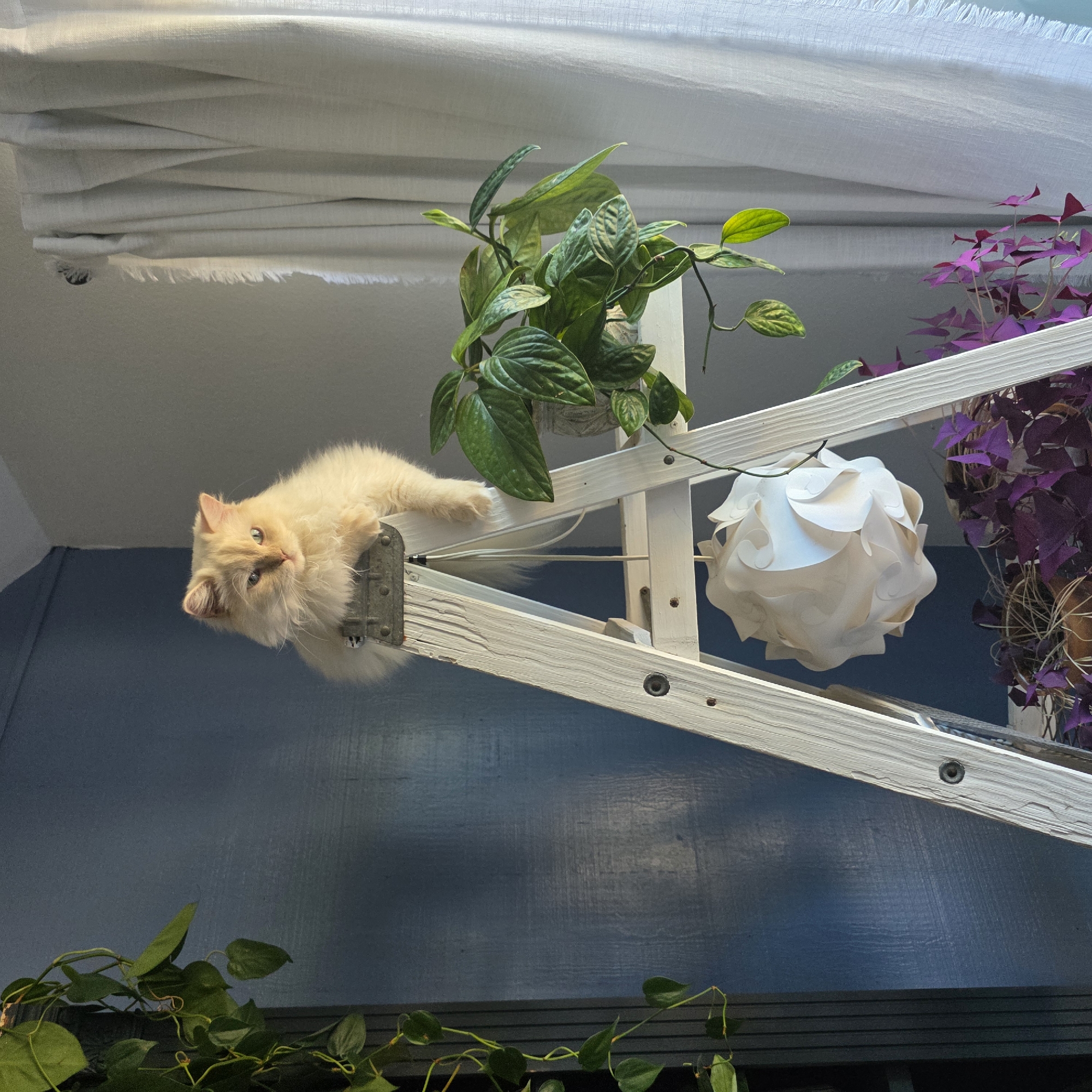 A cream-colored cat with long fur sits atop a white A-frame ladder. The cat is looking off to the right, with its front paws resting on the top rung of the ladder. To the right of the cat, a potted plant with large green leaves is visible on a shelf of the ladder. Below the cat, a white, spherical lamp shade hangs from the ladder. A dark blue wall is visible behind the ladder, and white curtains hang to the right. The image appears to be taken indoors, possibly in a home in Portland, Oregon.