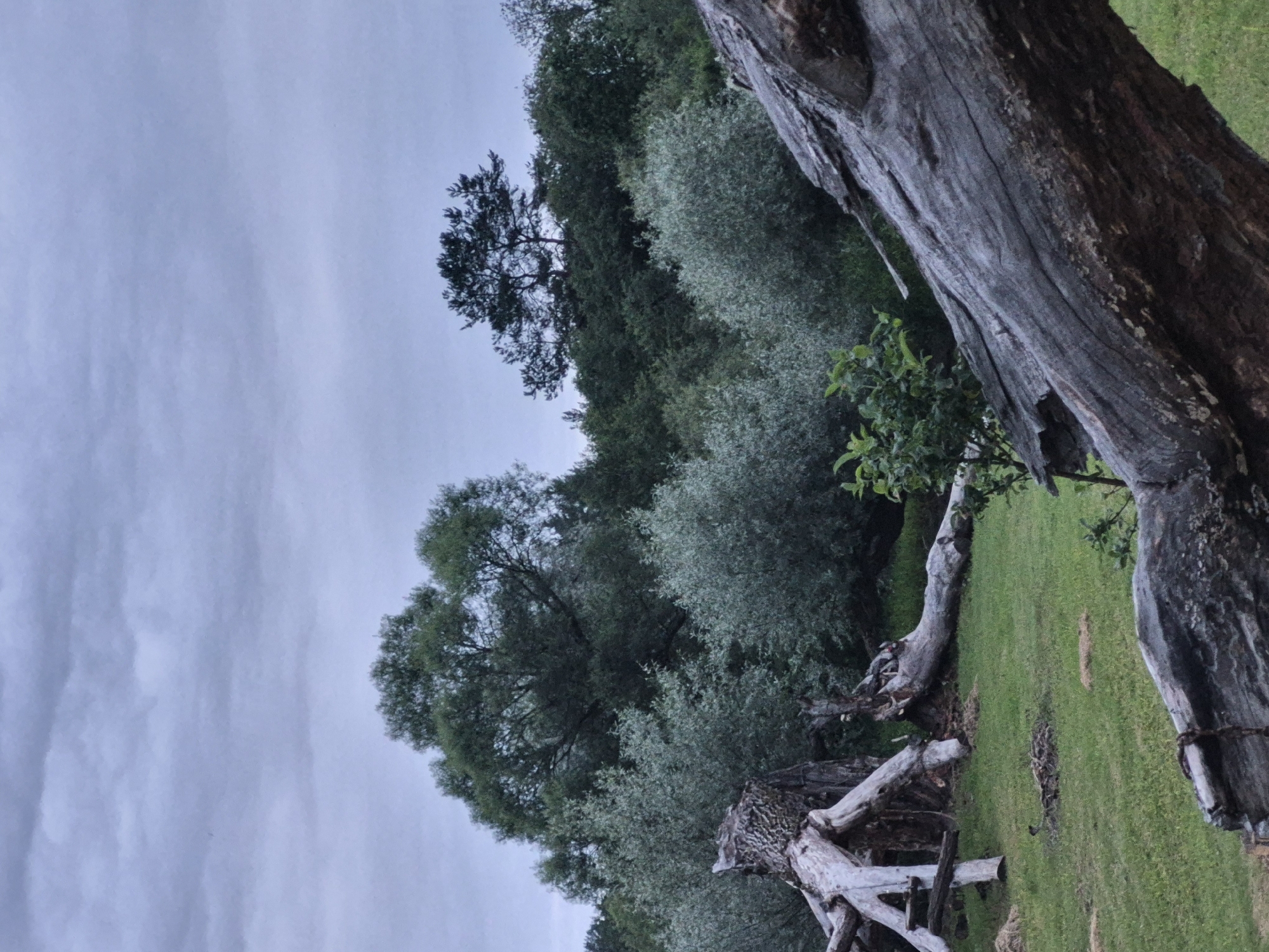 The image depicts a natural outdoor scene, likely a park or forest edge, in the city of Sooblase, Estonia. The foreground features a large, weathered fallen tree trunk, its rough texture and grey hue dominating the right side of the frame. To the left, an intricate structure of uprooted tree stumps and branches, resembling a natural sculpture, is situated on a grassy clearing. Scattered pieces of wood and debris are visible around this structure.
Behind the fallen elements, a dense arrangement of various trees and shrubs creates a layered backdrop. The trees range in color from light, silvery-green foliage of smaller bushes to the deep, dark green of larger, mature trees. A prominent, large-leafed tree stands out in the mid-ground, its canopy spreading widely. In the distance, a silhouette of trees, including a distinctive, sparse evergreen, rises against the sky.
The sky itself is overcast, filled with a heavy layer of grey clouds, suggesting a somber or overcast day. No people, animals, or distinct buildings are visible in the scene. The overall impression is one of wild, untamed nature.
