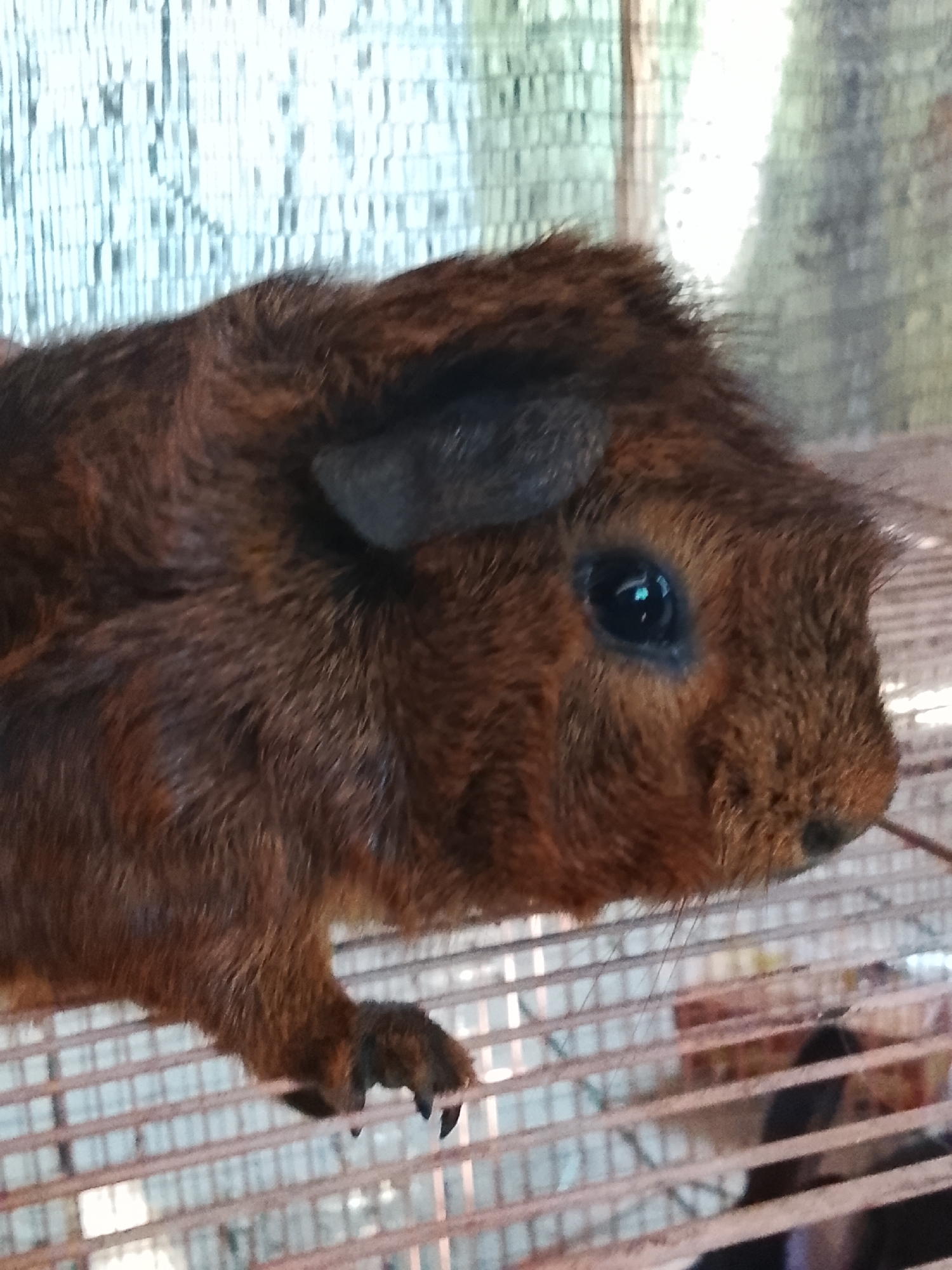 A guinea pig is seen in profile, facing right. The animal has brown fur with darker brown or black markings and a large, dark eye. Its front paw with visible claws is extended. The guinea pig is inside a cage with horizontal bars. Behind the cage, a blurry background suggests an outdoor or semi-outdoor setting with some light-colored, possibly metallic, vertical elements and some greenery. The location is identified as Meunasah Raya, Indonesia.