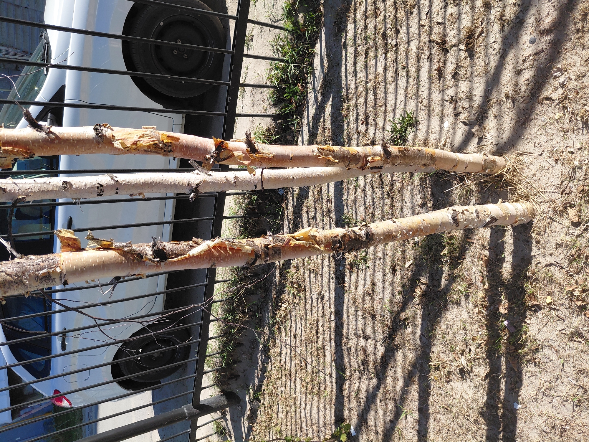 Three long, debarked tree branches, possibly birch, are laid horizontally on dry, sandy ground in the foreground. Their light-colored wood is visible, with some remnants of peeling bark adhering to the surface. A dark metal fence with horizontal bars runs across the mid-ground, partially obstructing the view of a white car parked behind it.
The white car, which appears to be a compact model or hatchback, is seen through the fence, with a black wheel and tire assembly clearly visible on the left side of the frame, and a red taillight appearing in one of the provided crops. The ground beneath the branches and extending into the background is mostly barren, consisting of dry dirt and sparse, dry grass, interspersed with a few small green weeds.
Strong, elongated shadows, primarily from the fence bars and potentially other unseen vertical structures, are cast diagonally across the ground, indicating a bright, sunny day, likely morning or late afternoon. No people are visible, and no specific activity is taking place in the immediate scene, though the debarked branches suggest recent cutting or preparation. The setting is an outdoor area, possibly a yard or an unpaved space adjacent to a property in Nadym, Russia. There is no visible text in the image.