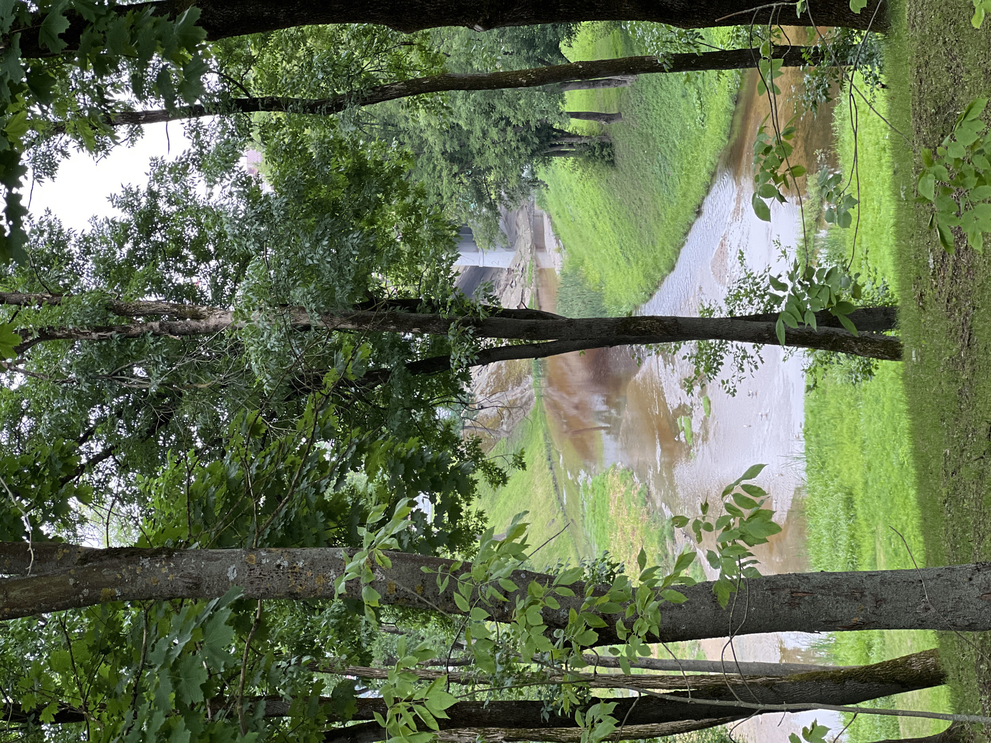 The image shows a view of the Vitba River in Vitebsk, Belarus, as seen from a wooded area. In the foreground, several trees with green foliage partially obscure the view. The Vitba River, which is muddy brown and appears to be flowing gently, is in the midground. The riverbanks are covered in lush green grass. In the background, a concrete bridge crosses the river, and buildings are visible beyond the bridge, suggesting an urban setting. The sky is overcast. There are no people or animals visible in the image.