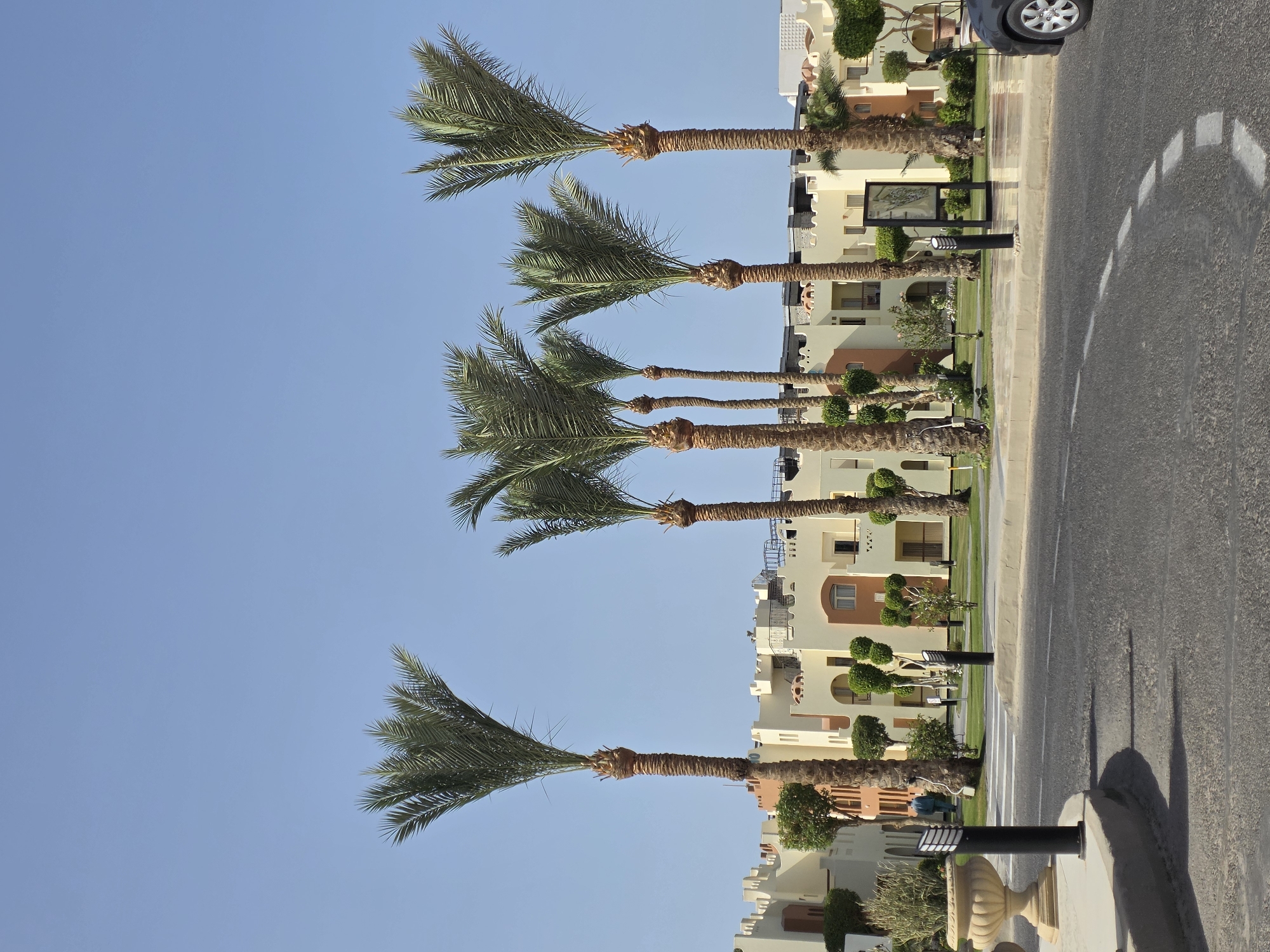 The image depicts a street scene in Unknown, Egypt, with a row of palm trees lining the road. The buildings in the background are a light beige color, with architectural details like arched windows. A sidewalk runs alongside the road, with small manicured bushes planted in the green space between the sidewalk and the buildings. A sign is visible near the road and a car can be partially seen in the top right corner of the image. The road is asphalt and has lane markings. The sky is a clear blue.