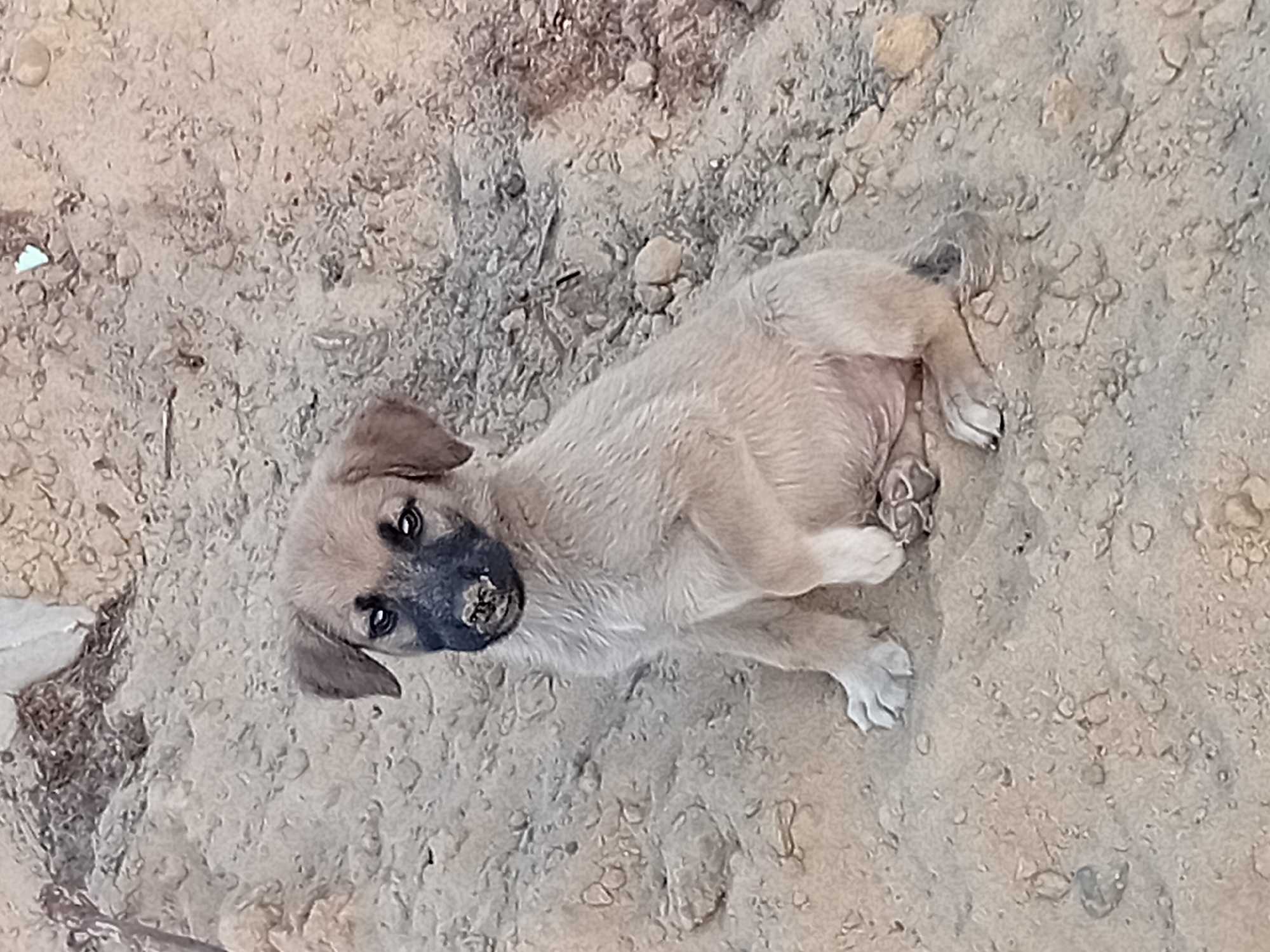 A tan puppy with a black muzzle sits on sandy ground in Semey, Kazakhstan. The puppy is facing the camera, with its head tilted slightly. Its fur is short and appears somewhat matted. The background is out of focus and shows more sandy ground with small pebbles and debris. There are no other subjects or objects clearly visible in the image.