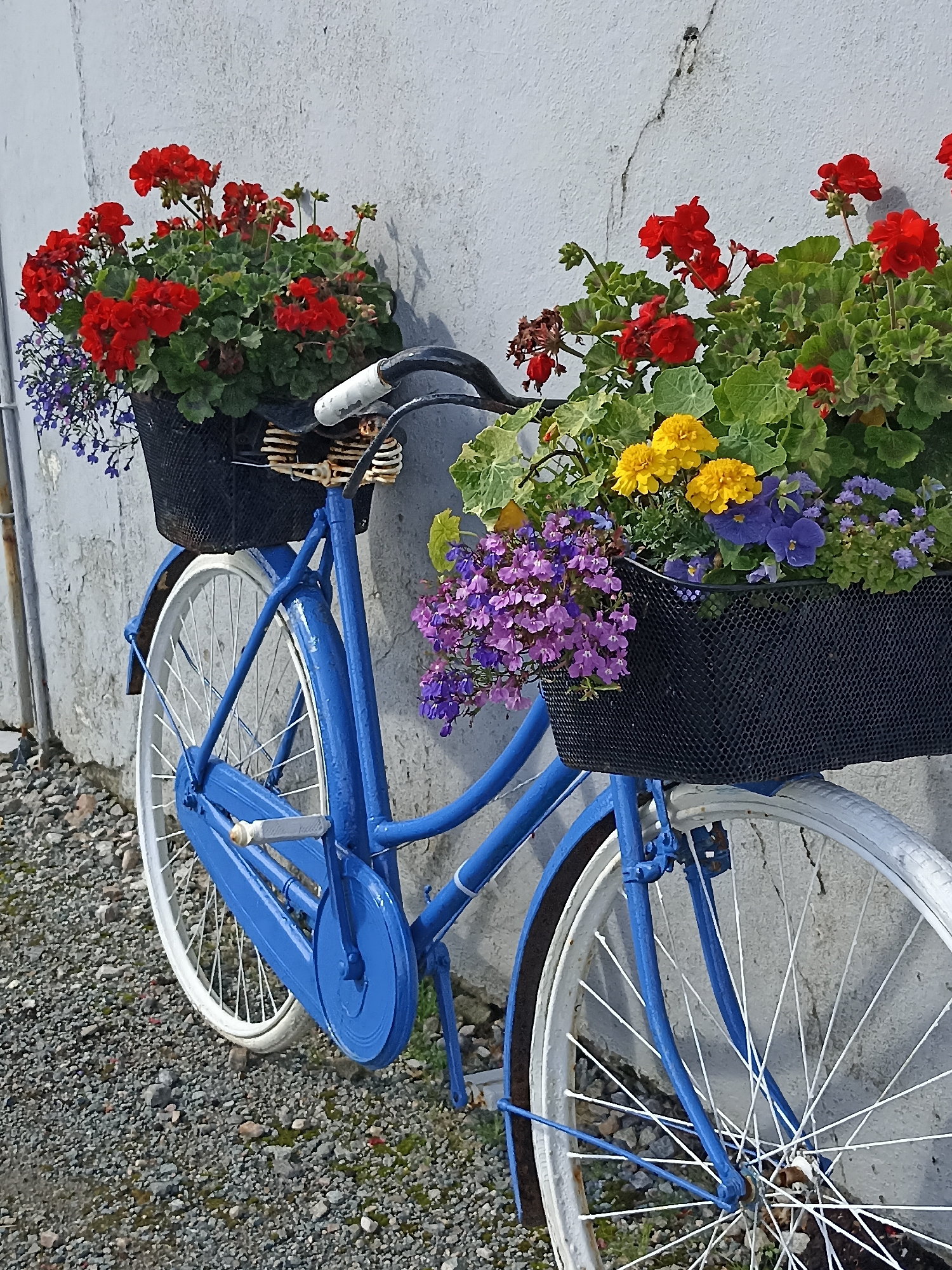 The image shows a vintage blue bicycle leaning against a rough, textured concrete wall. The bicycle is adorned with two black wire baskets filled with colorful flowers. The front basket contains bright red geraniums and delicate purple flowers, while the rear basket holds a mix of red geraniums, vibrant yellow marigolds, and purple pansies. The bicycle has white-rimmed wheels and a white saddle. The ground is covered in gravel and small stones. The scene appears to be outdoors, possibly in a garden or a quaint alleyway in a town. There are no people visible in the image. The lighting suggests it is daytime, with soft shadows cast on the wall by the bicycle and flowers. The overall impression is one of charming, rustic decoration.